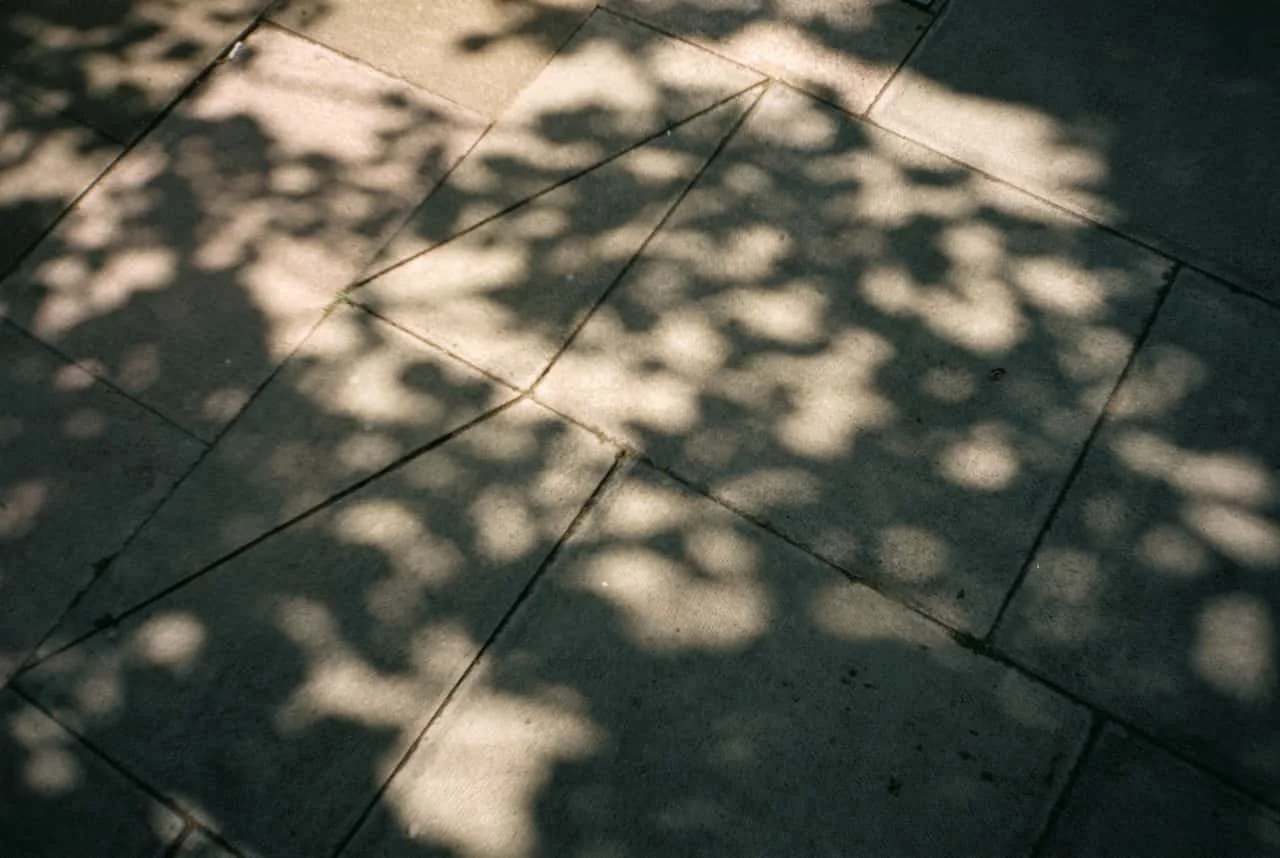 Sunlight filters through tree leaves, casting dappled shadows on a concrete walkway.