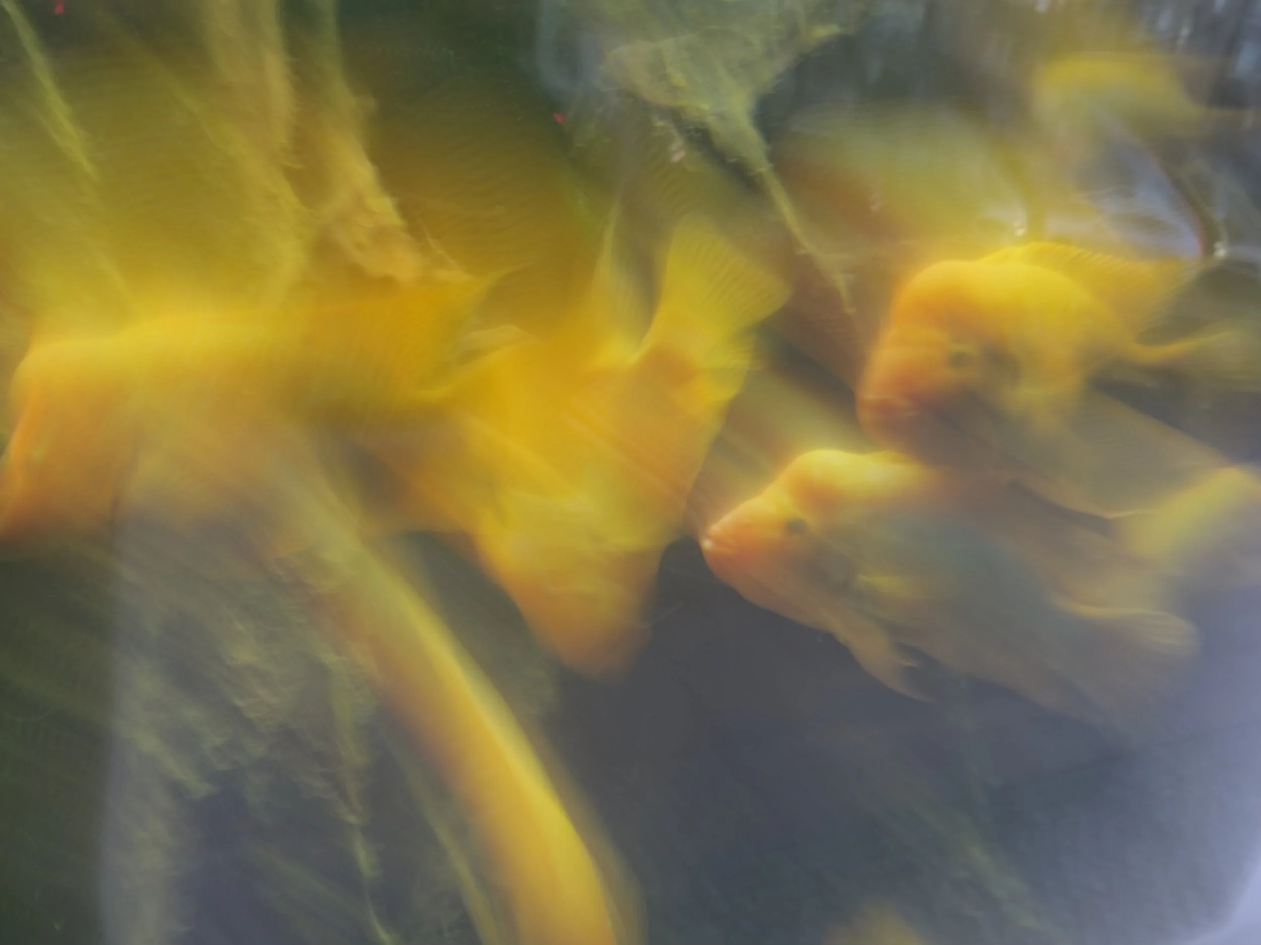 Blurry image of yellow fish swimming underwater.