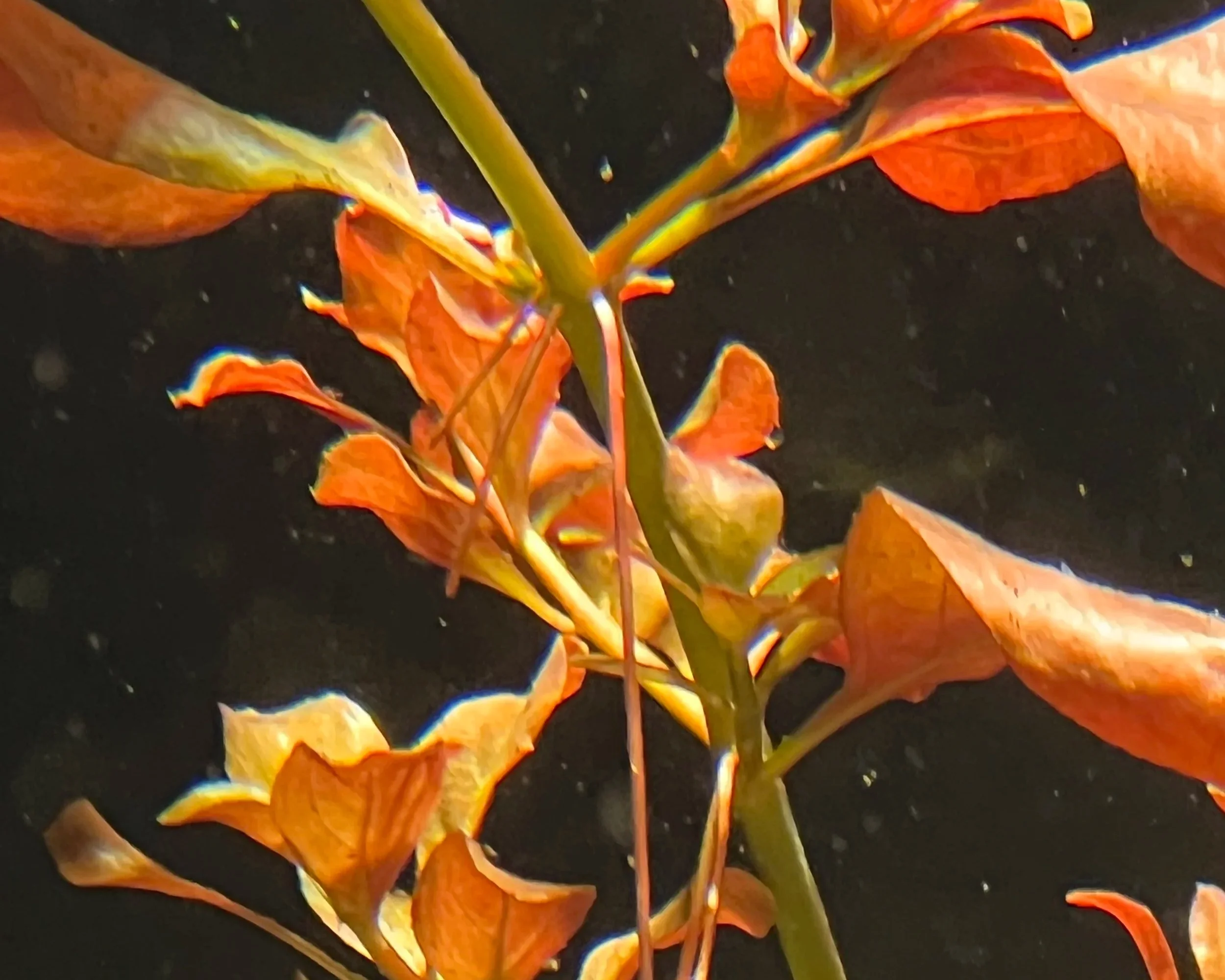 Close-up of fallen orange and yellow leaves on a black background.