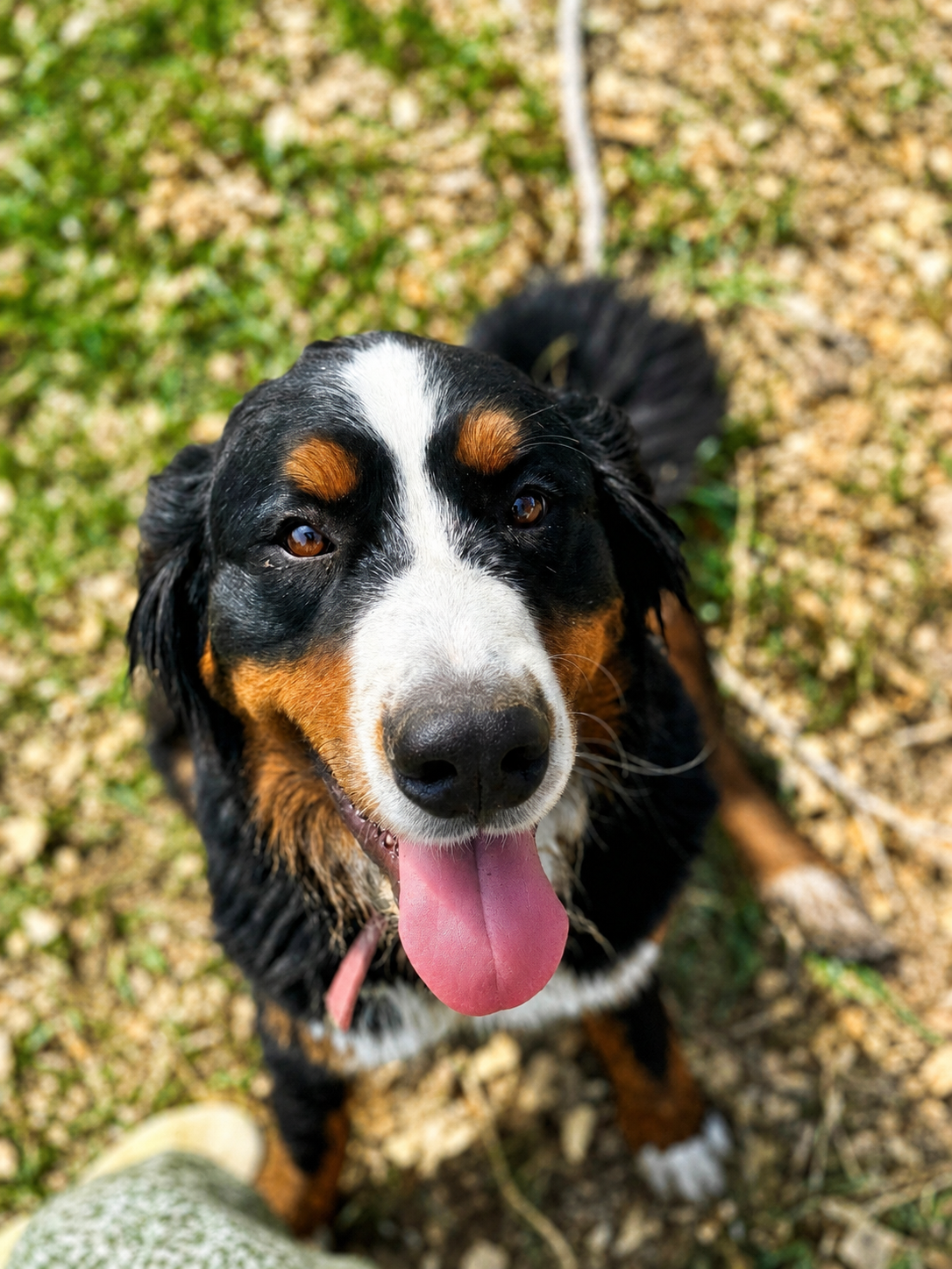 Happy Bernese Mountain Dog looking up with its tongue out outdoors