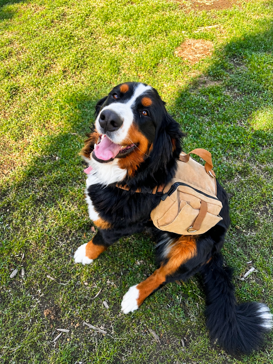 Bernese Mountain Dog wearing a tan backpack while sitting on grass