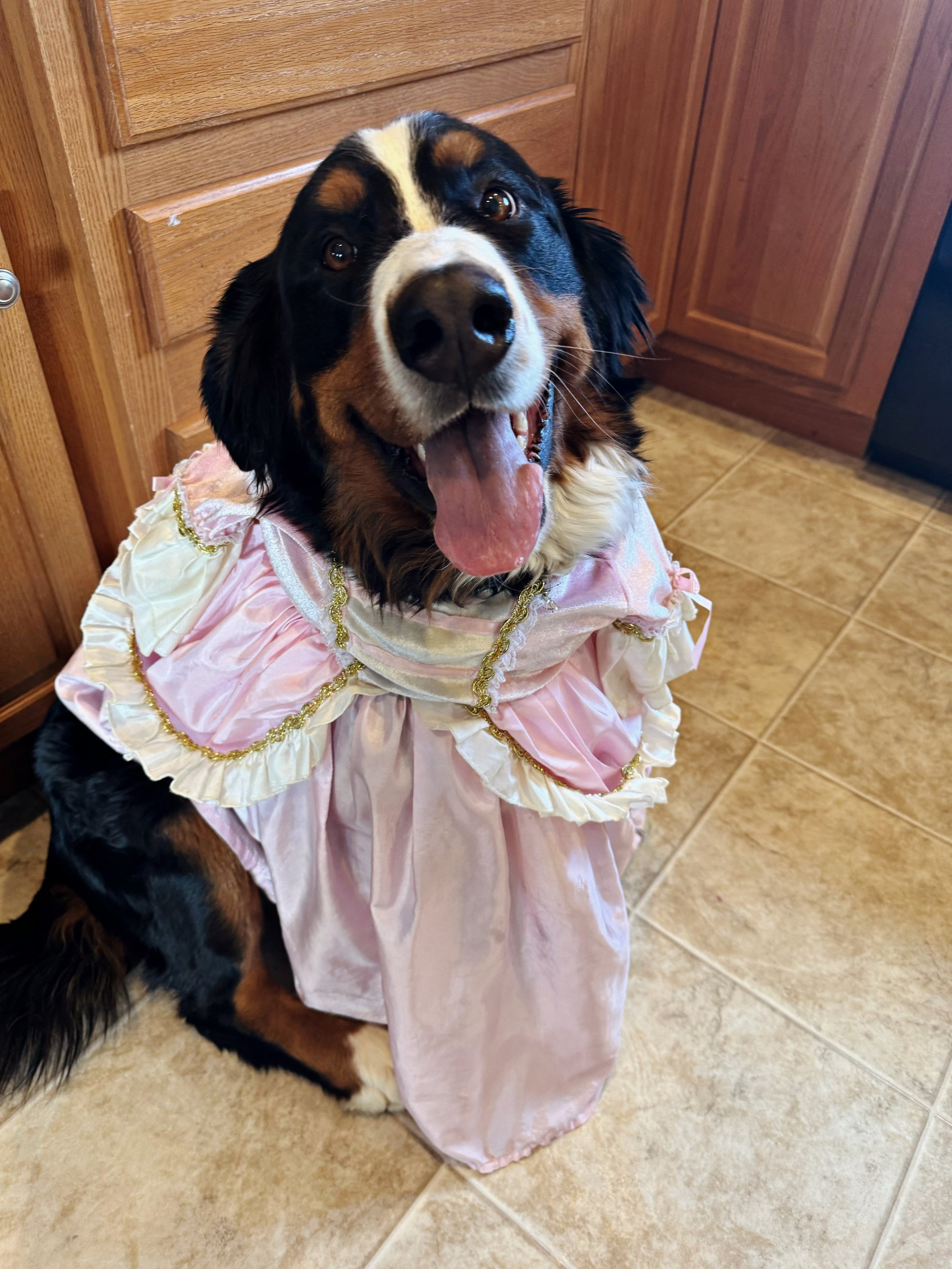 Happy Bernese Mountain Dog wearing a pink princess dress indoors