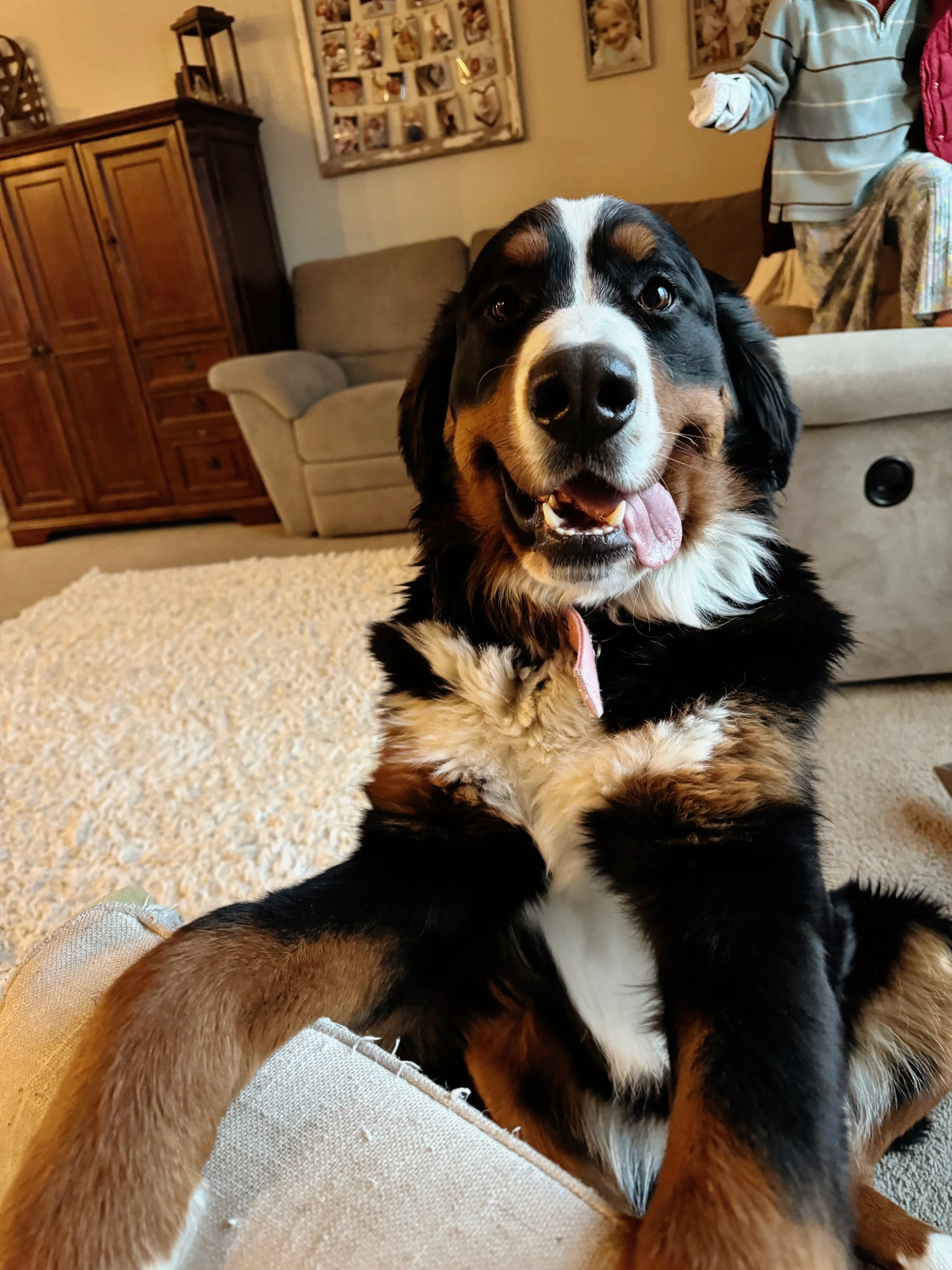 Happy Bernese Mountain Dog wearing a pink collar and sitting on a couch in a living room