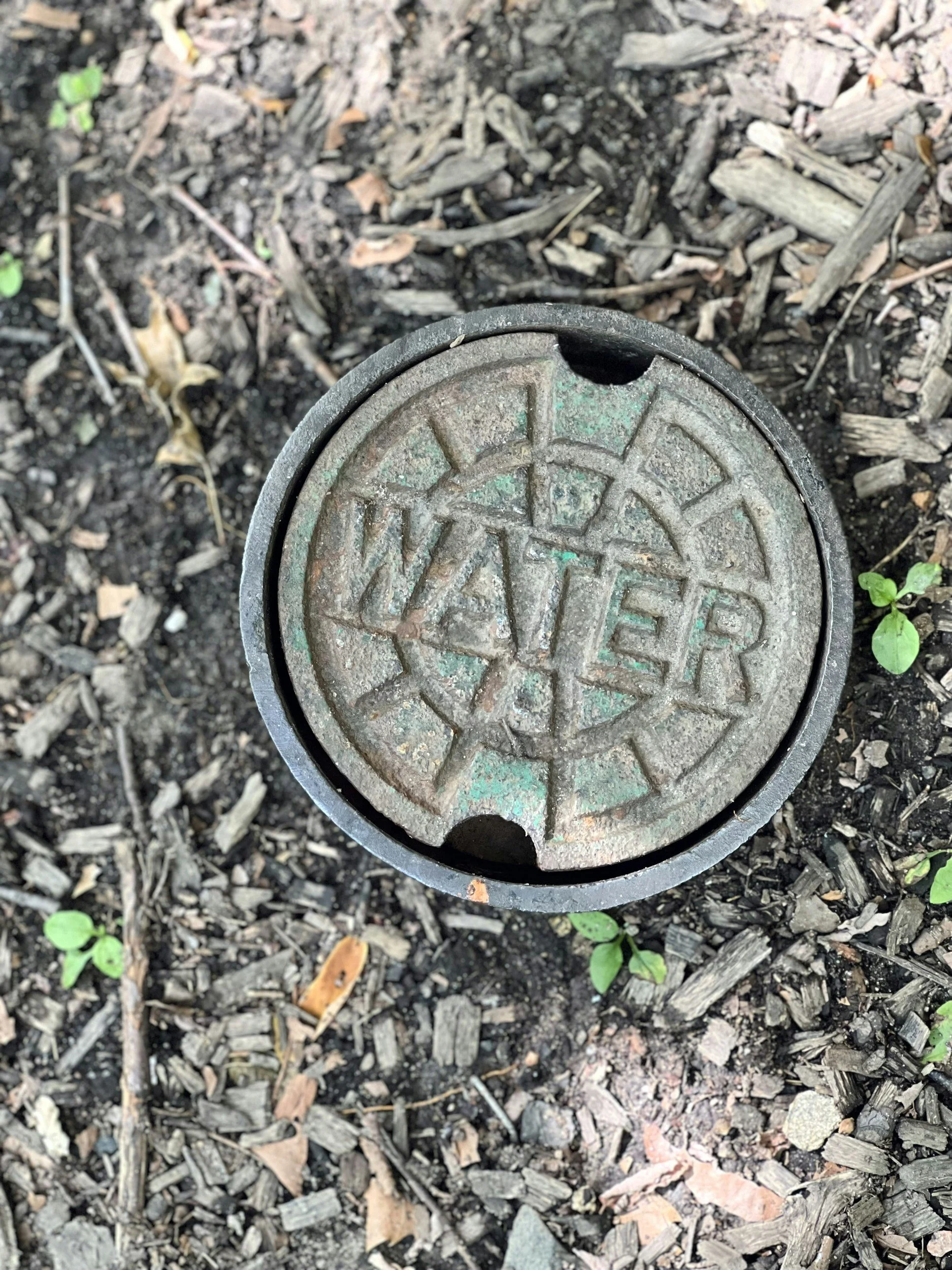 A metal underground utility cover surrounded by wood chips and small green plants on the ground.