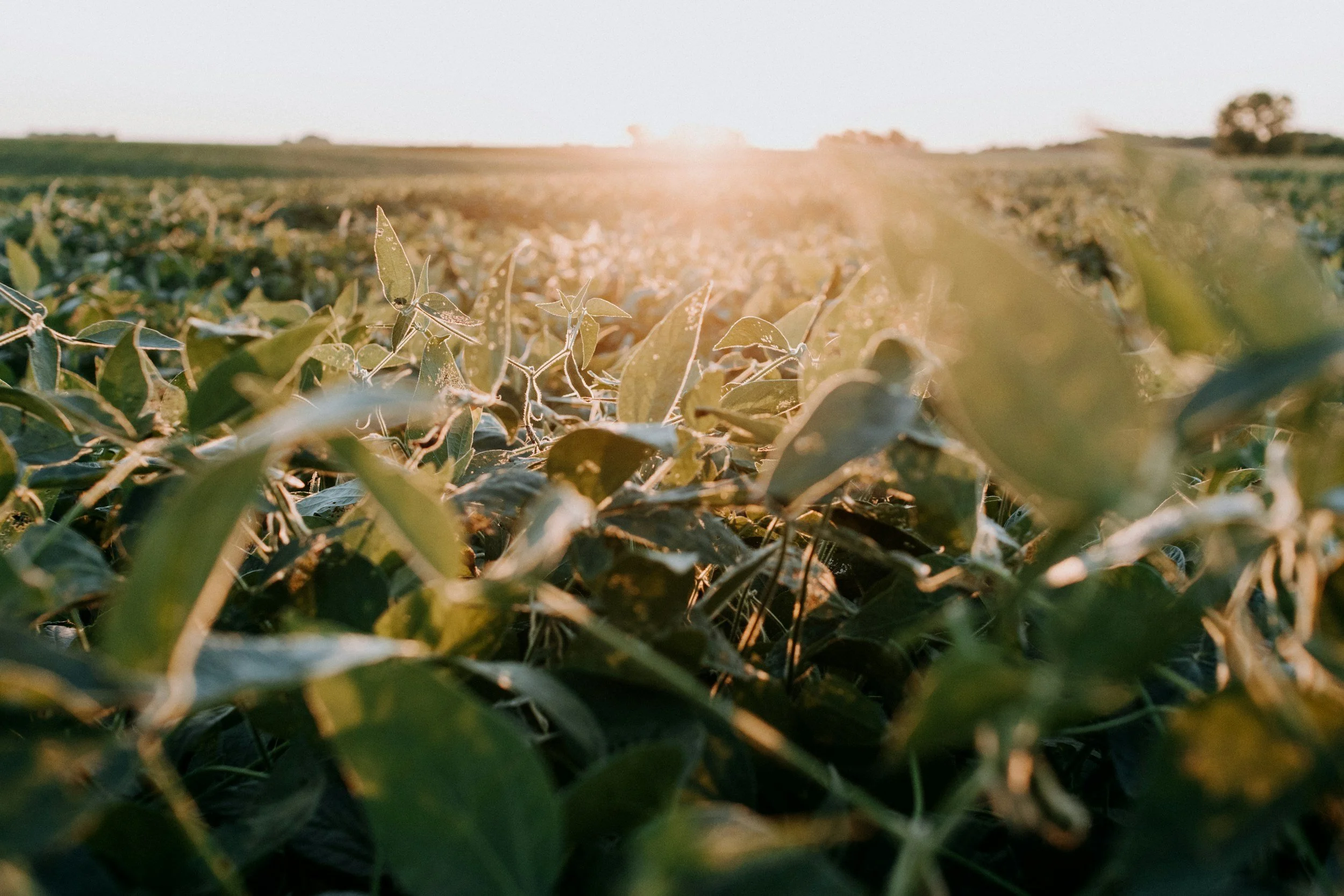 A close-up of green plants growing in a field with the sun setting in the background.