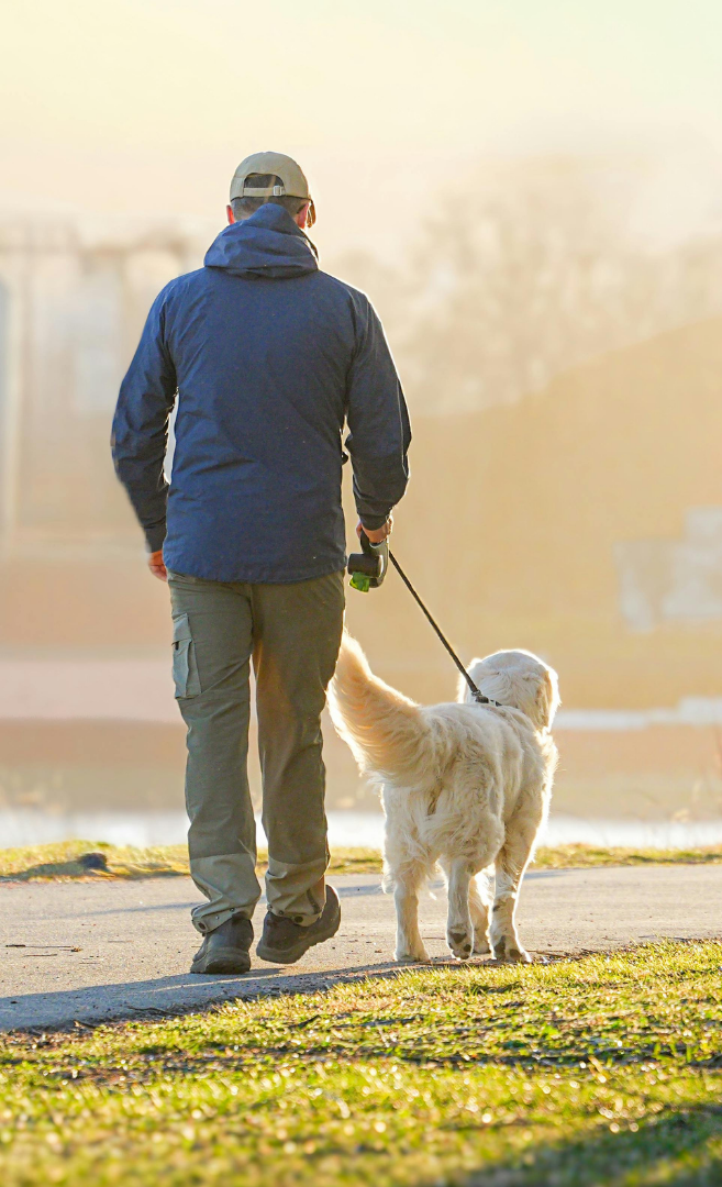 A person walking a golden retriever on a leash during sunrise or sunset in a park.