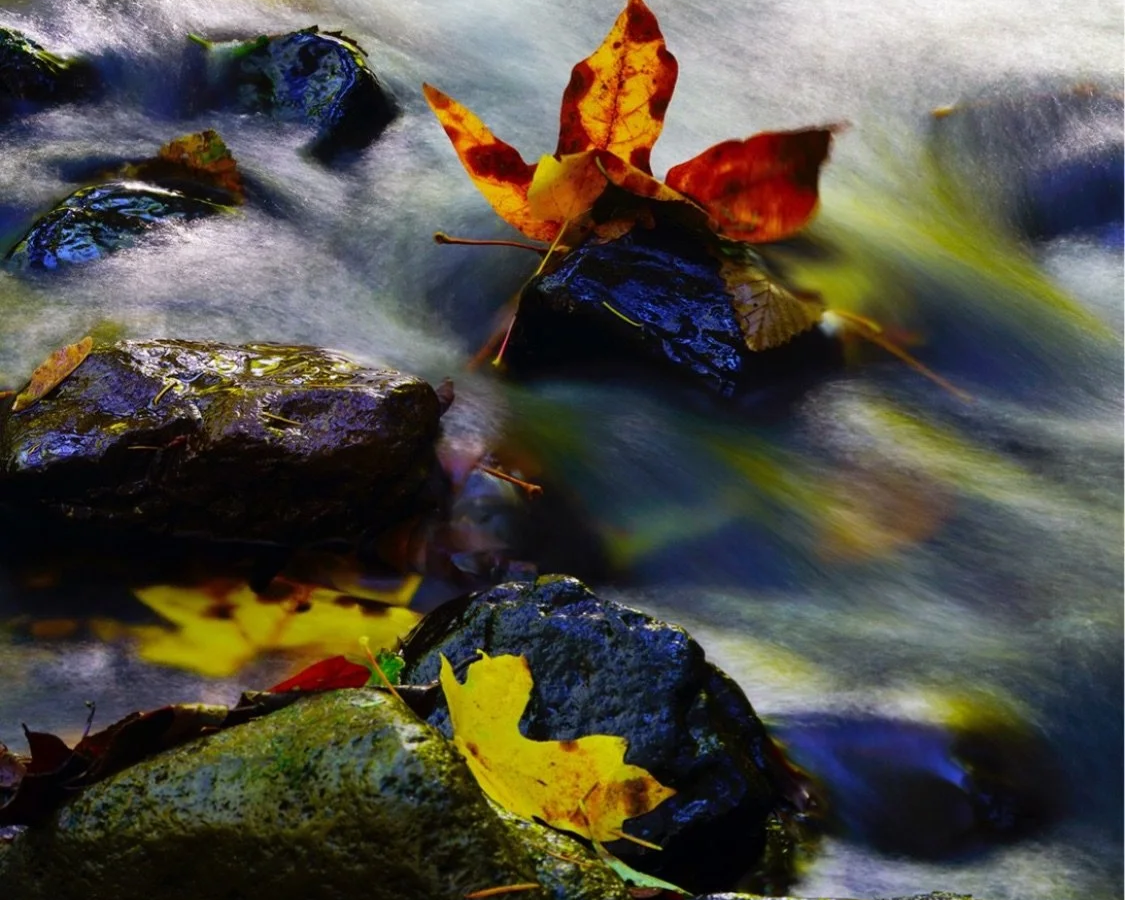Fallen autumn leaves in various colors resting on wet rocks in a flowing stream.