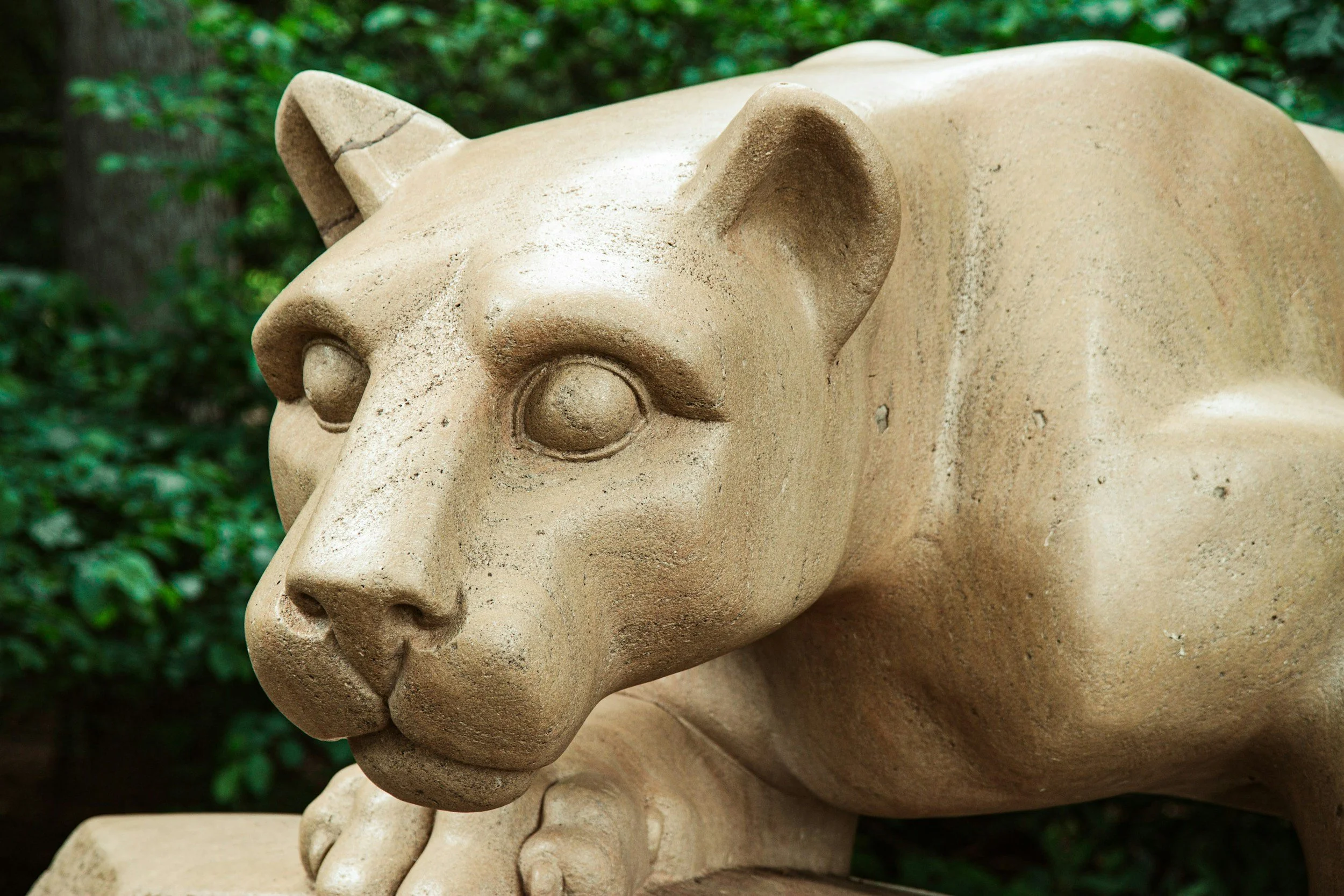 Penn State's iconic Nittany Lion statue. The lion is prepared to pounce.