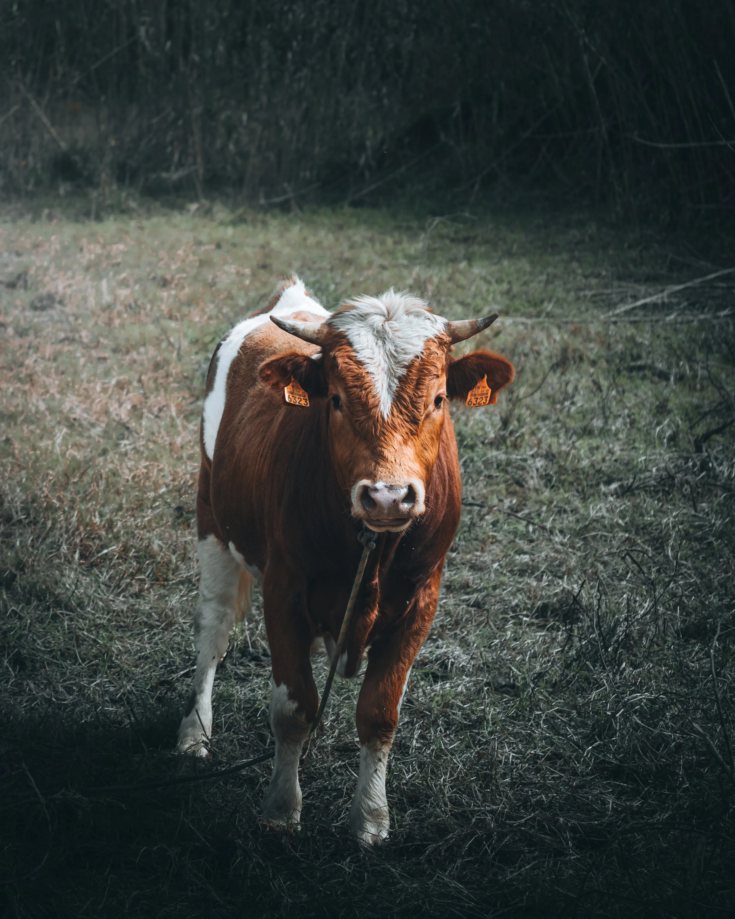Cow!_.jpg