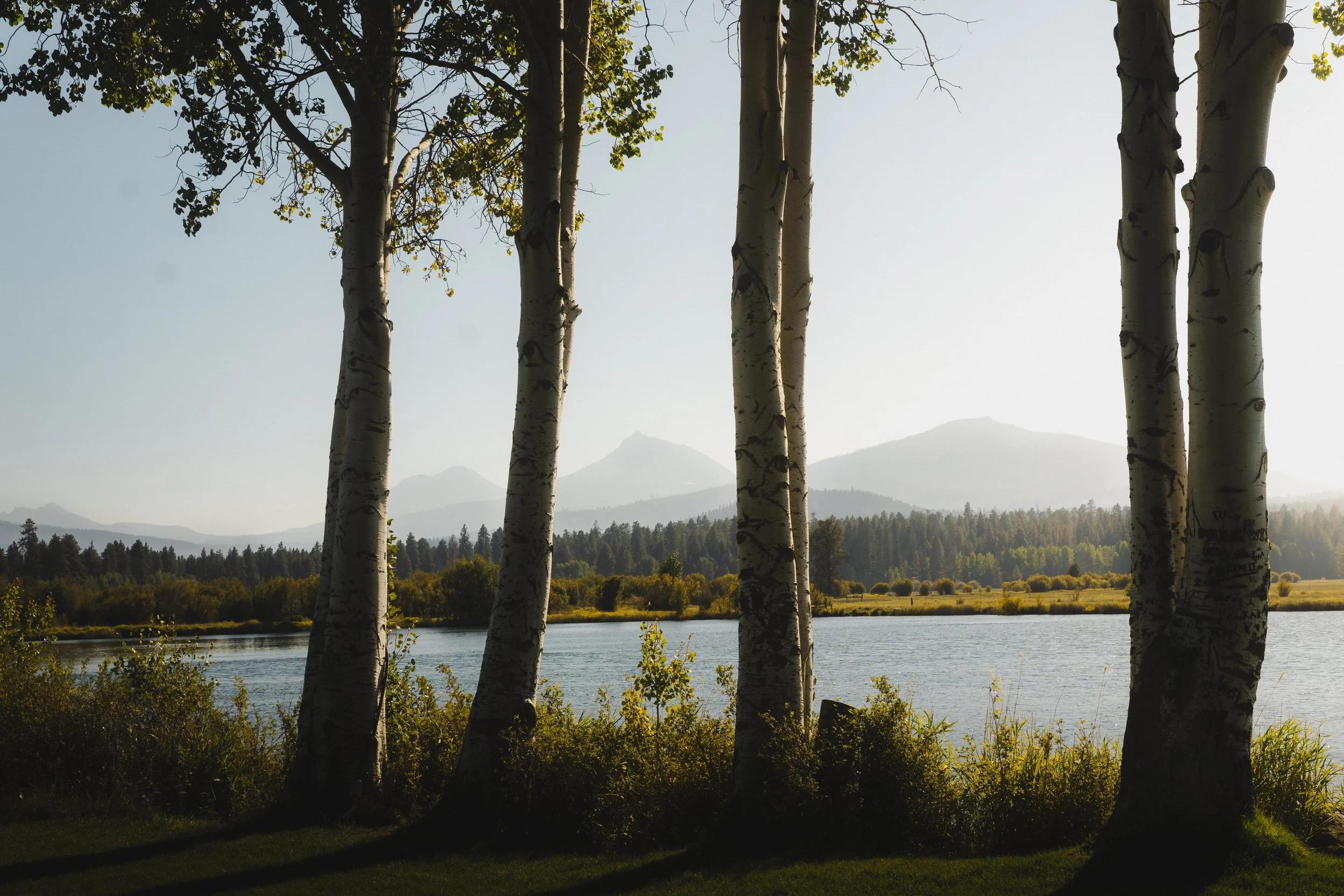 3 Trees.jpg