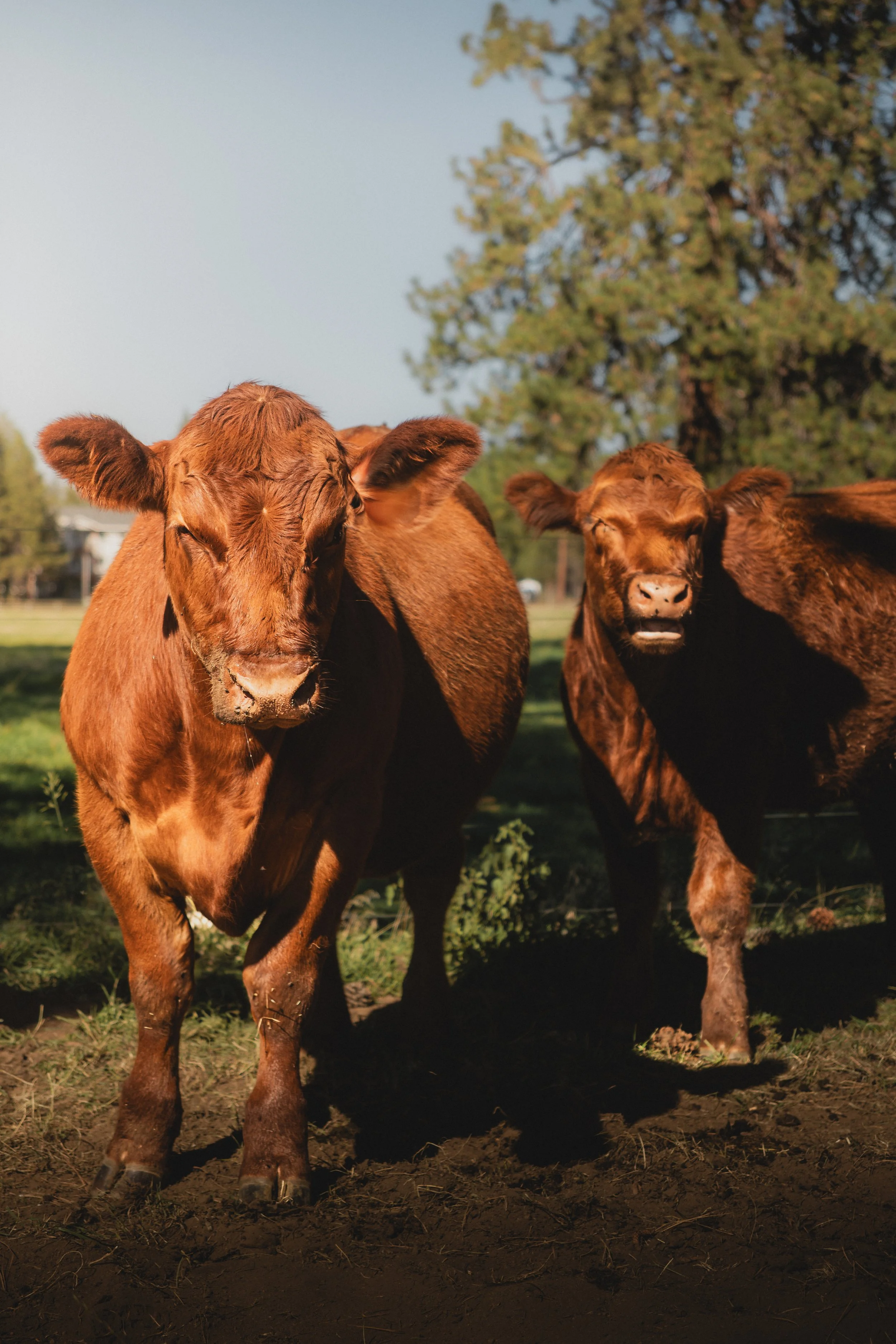 Cows.jpg
