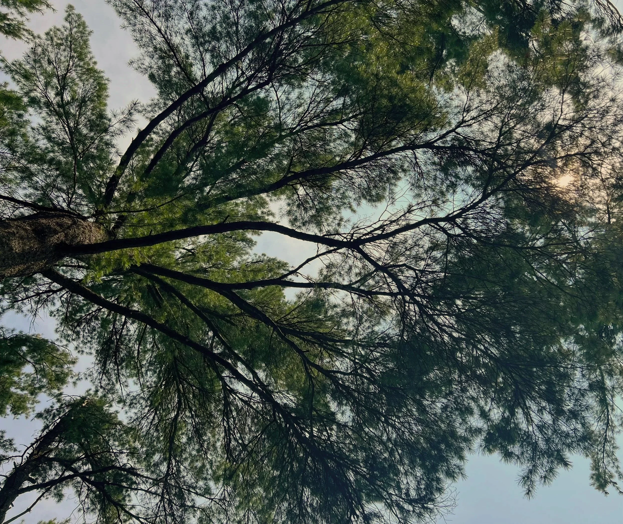 Looking up at tree branches and leaves with the sky in the background.