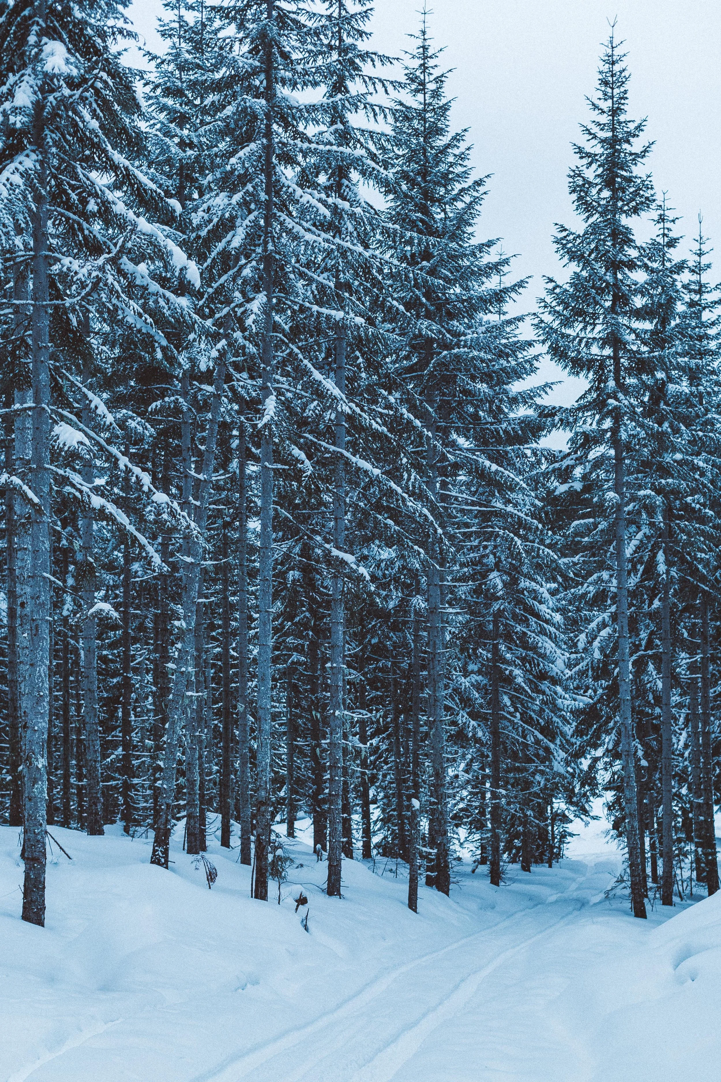 Snow-covered forest with tall evergreen trees and ski tracks on the ground.