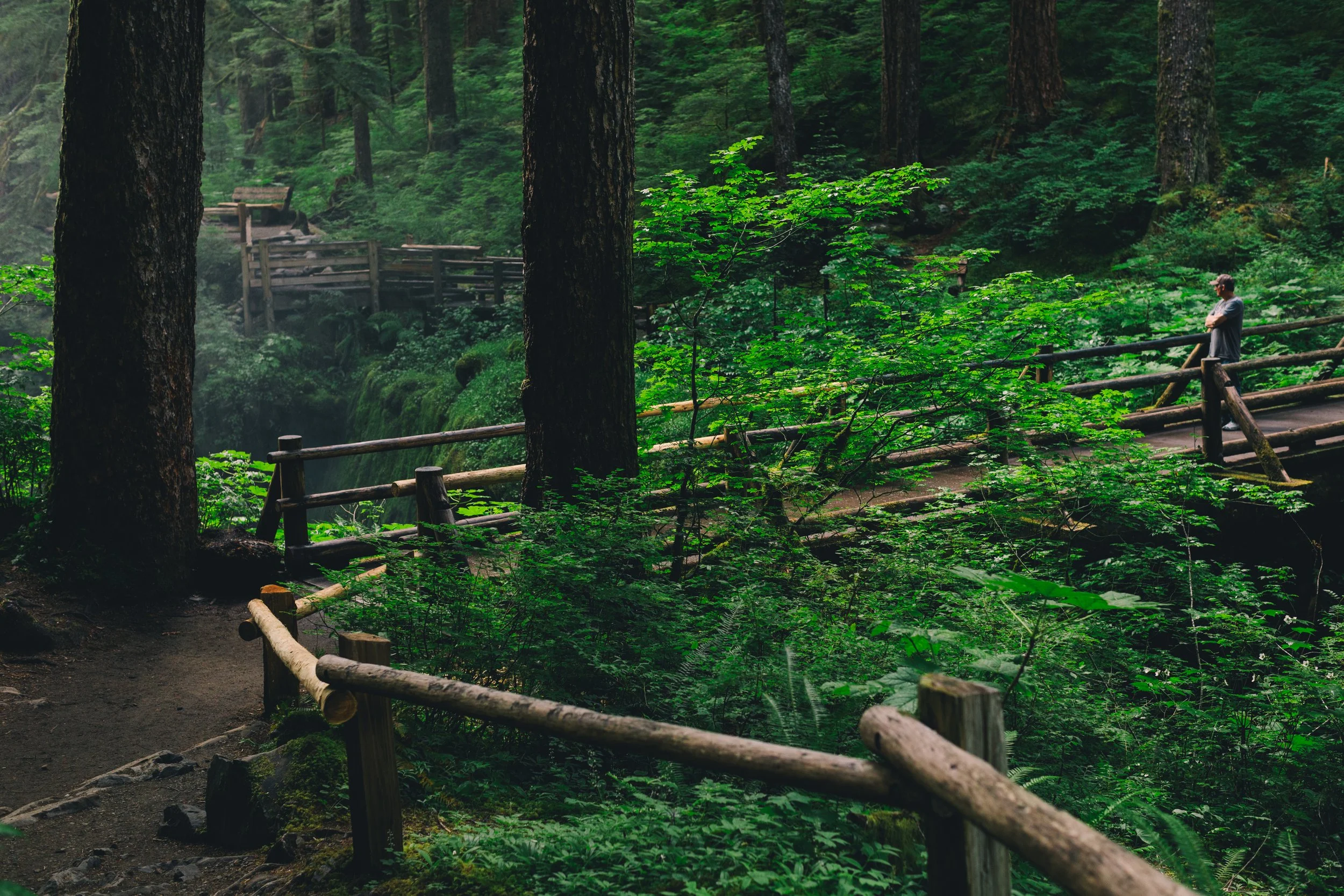 A man standing on a trail in a lush green forest, with wooden fences lining the path, tall trees and dense foliage.