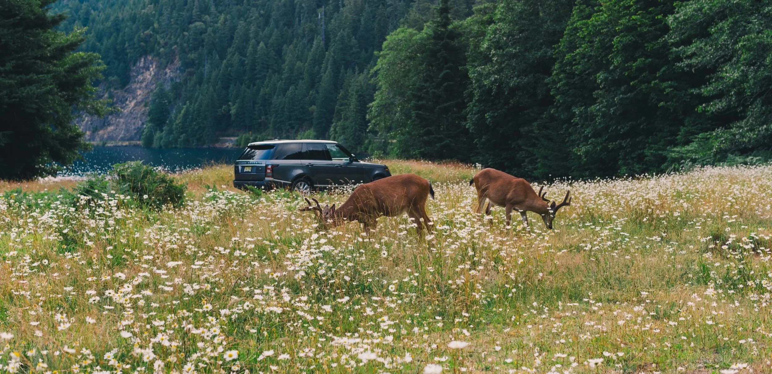 Deer grazing in a field of white wildflowers near a lake, with a black SUV parked among trees and mountains in the background.