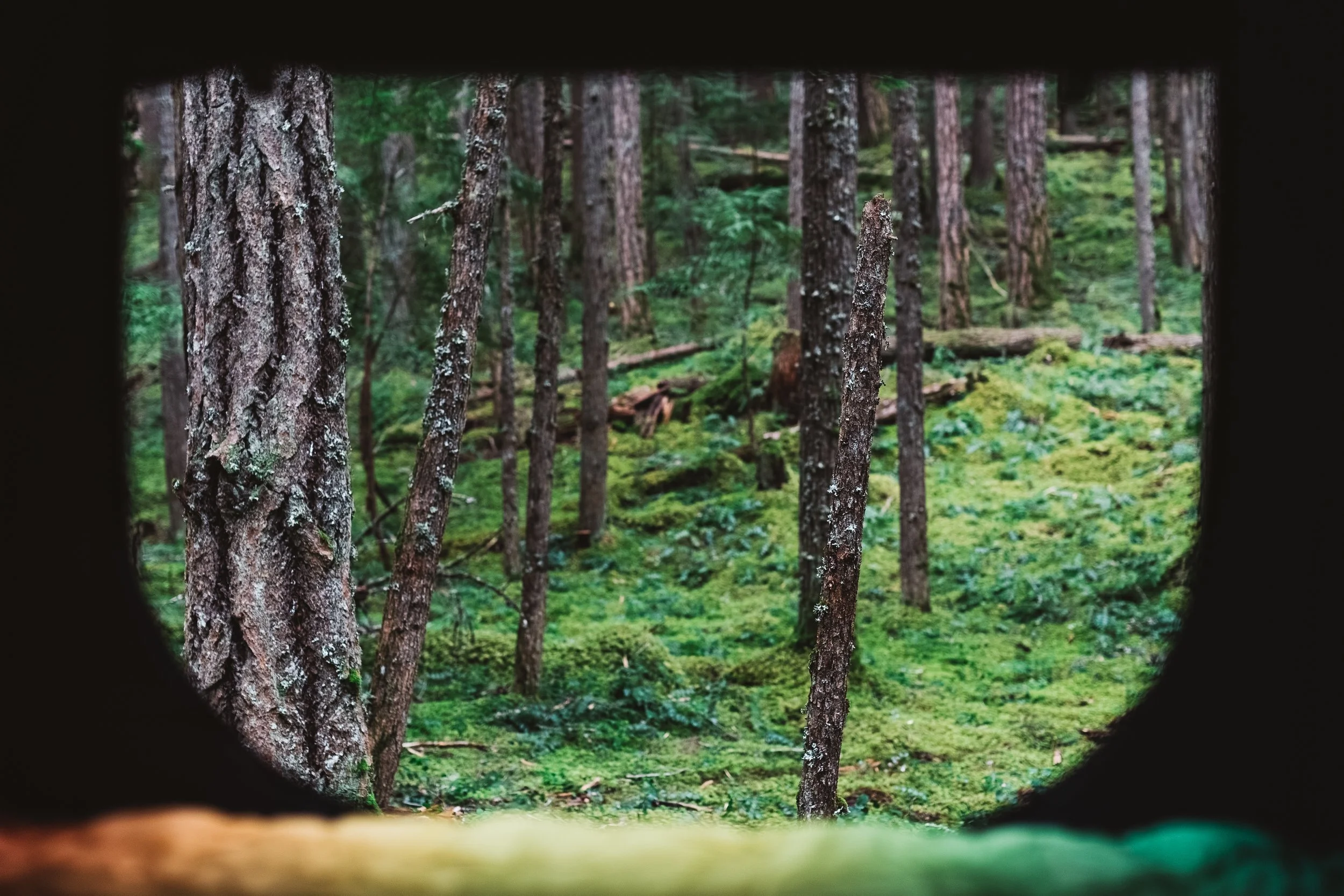 A view of a dense forest with tall trees through a narrow opening, possibly a wooden structure or a gap in a wall.