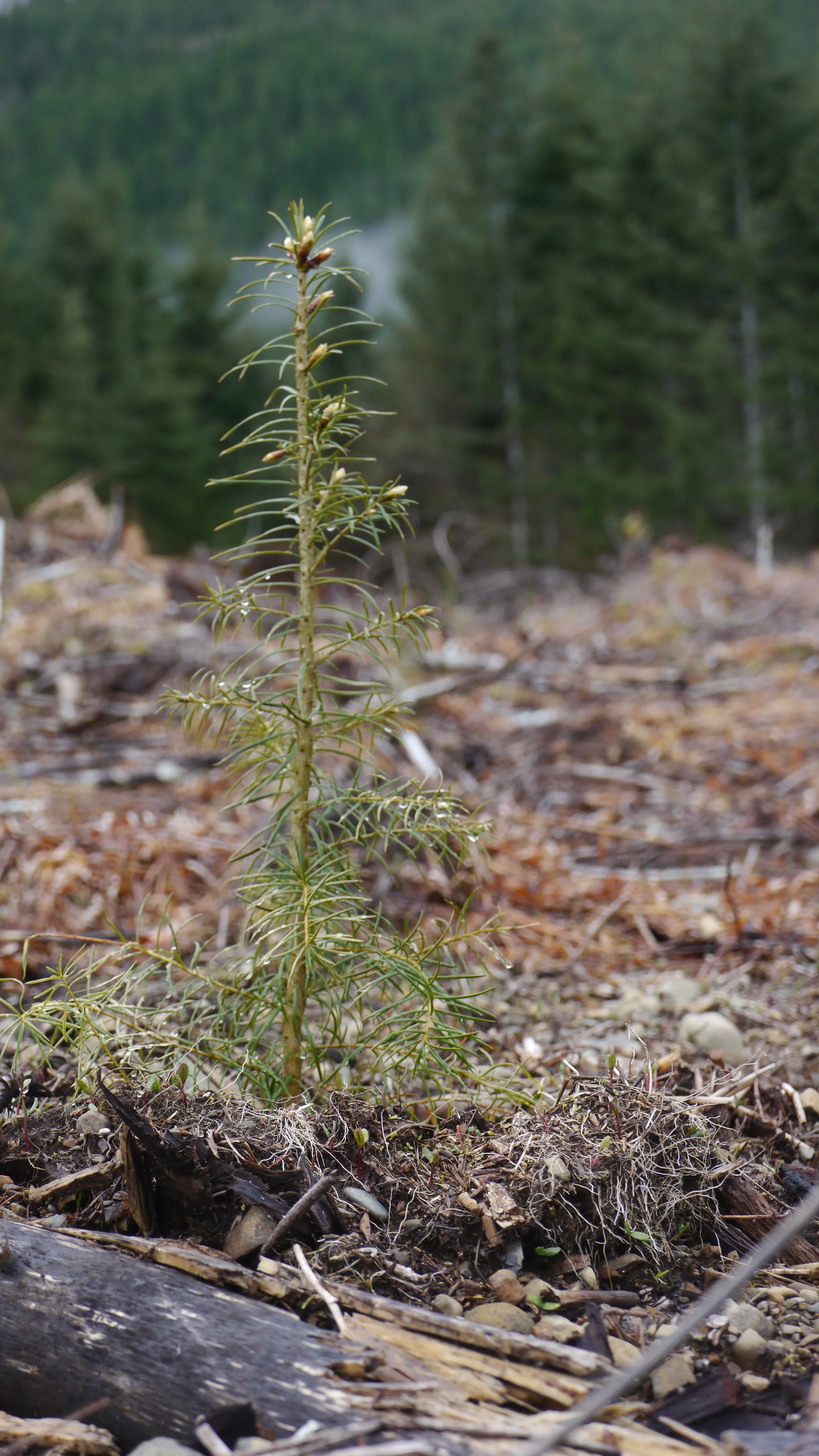 Young plant growing in a forested area with trees in the background and forest debris on the ground.
