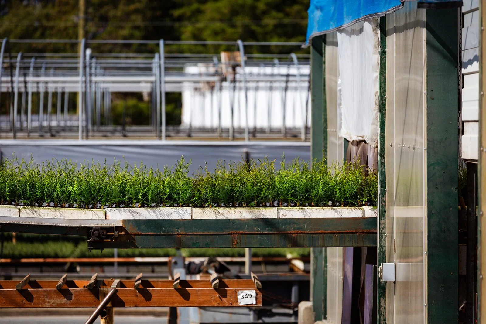 A greenhouse with young plants growing on a tray, with metal structures and some outdoor shelving in the background.