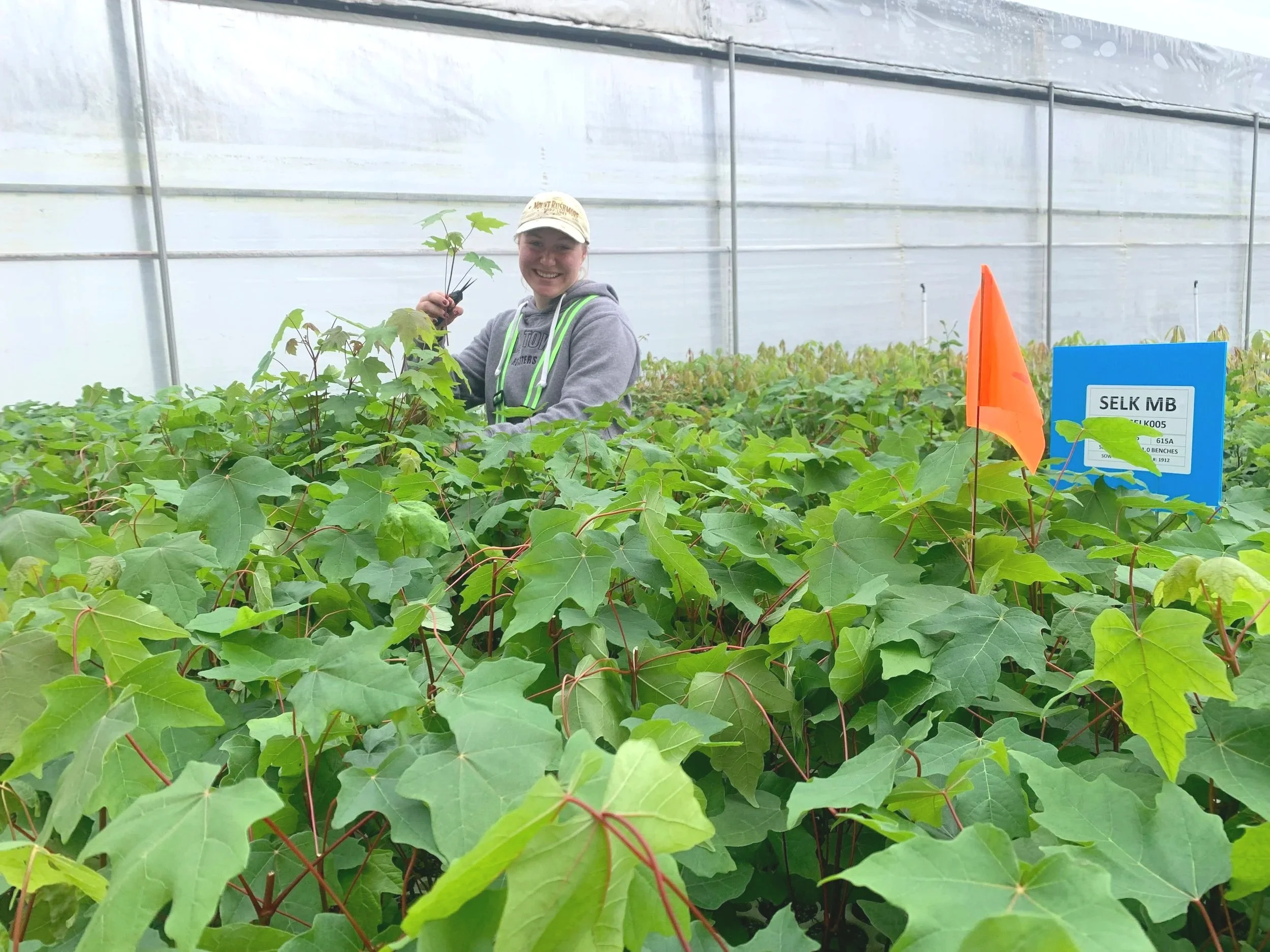 A person smiling while holding plant cuttings inside a greenhouse filled with green leafy plants and a blue sign reading 'Selk MB'.