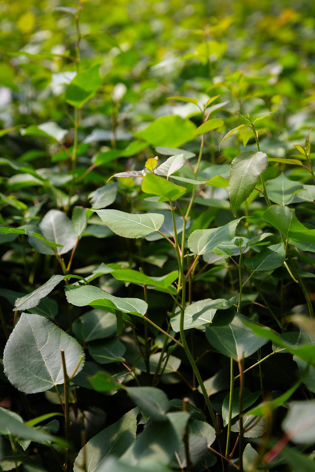 Close-up of green healthy leaves on a bush or hedge.