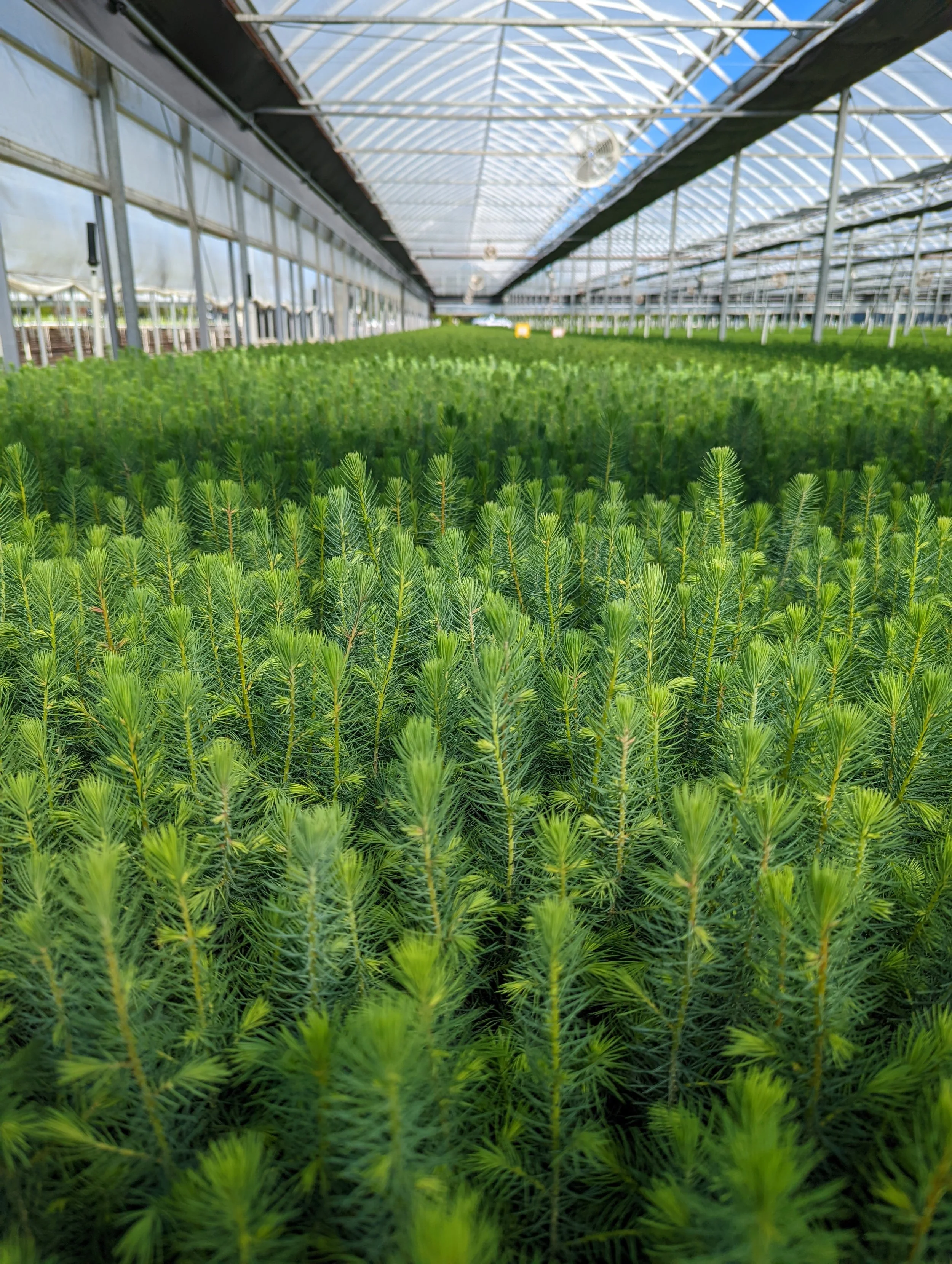 Interior of a greenhouse filled with lush green pine trees, with a glass roof and ventilation fans.