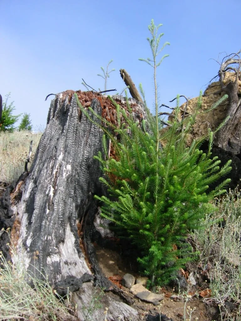 A small evergreen tree growing at the base of a large, burnt tree stump in a grassy area with a clear blue sky in the background.