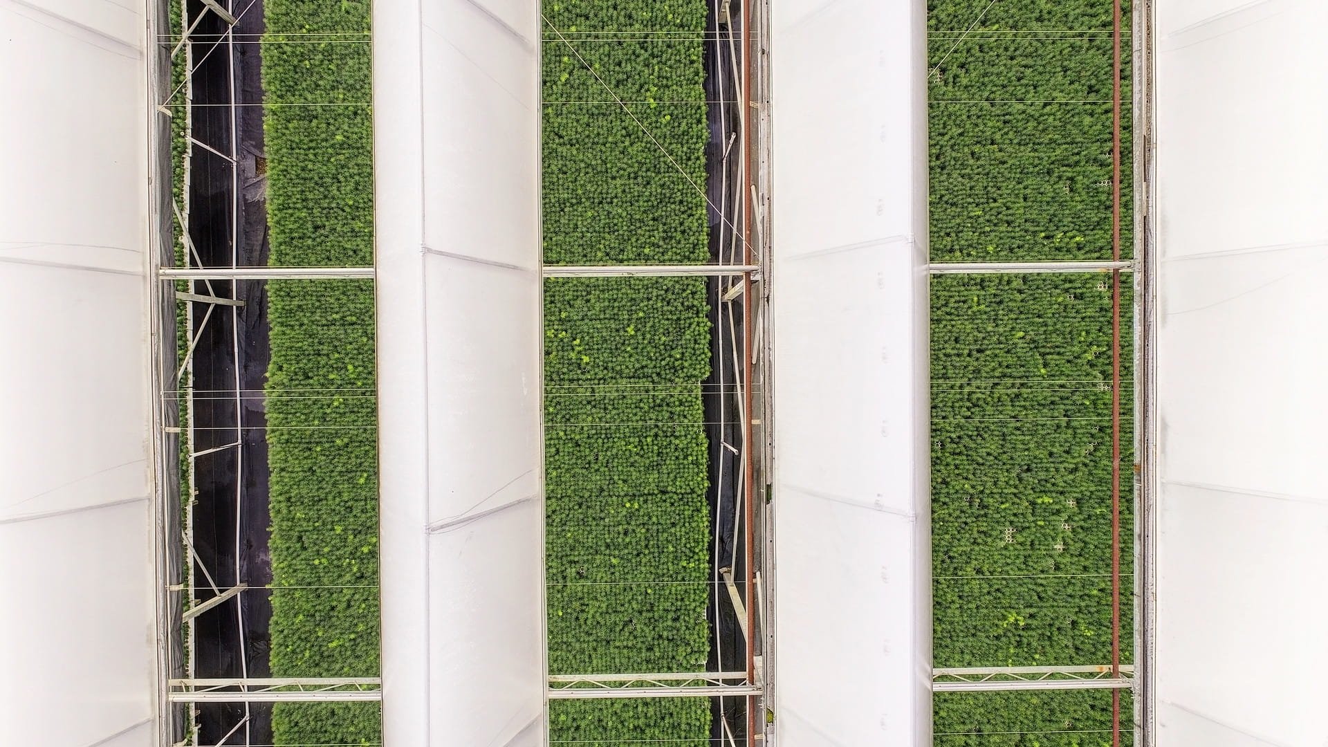 Inside view of a greenhouse with rows of green leafy plants growing under white plastic covers.