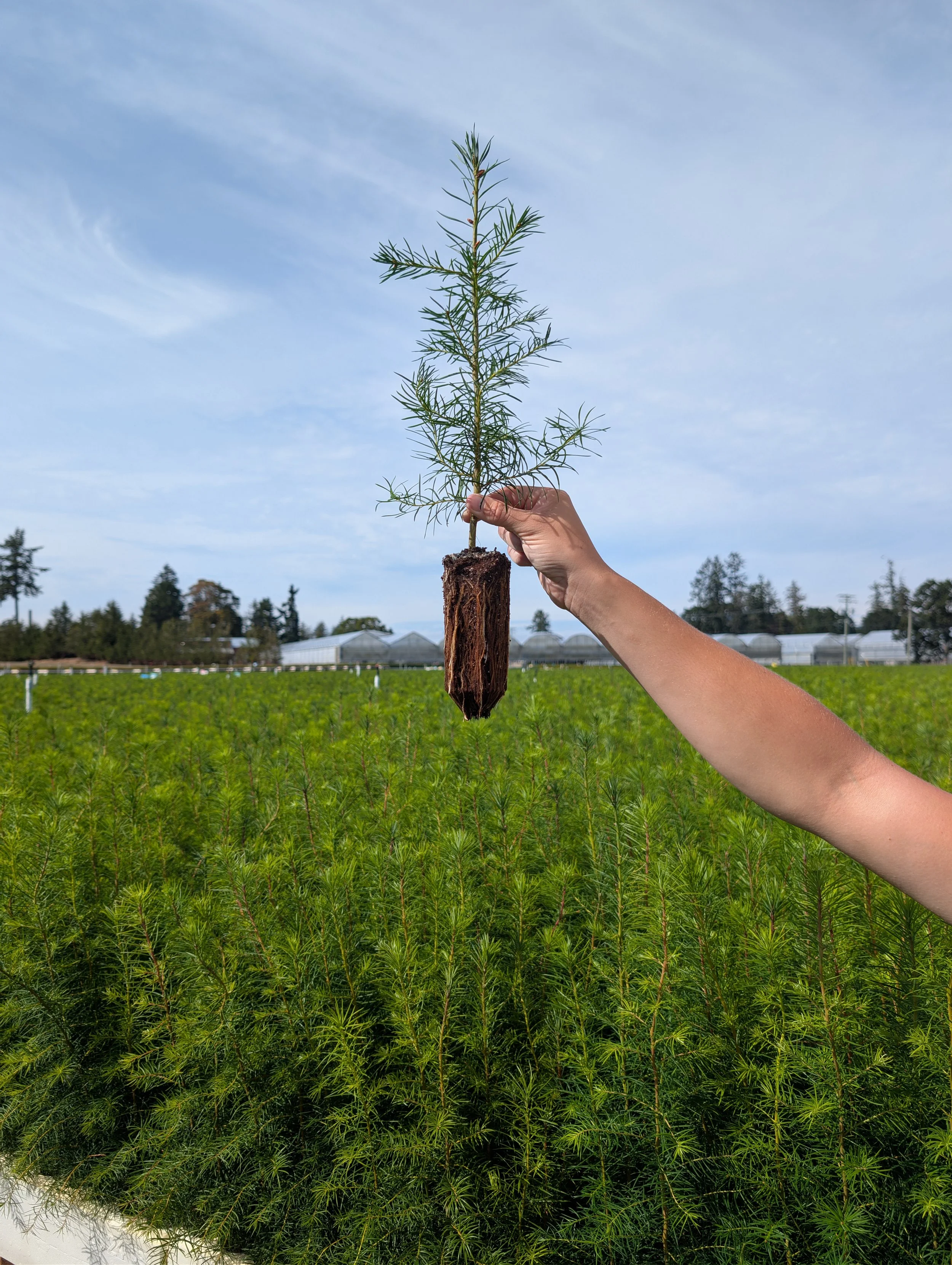 Person holding a young pine tree seedling with roots and soil attached, in a green field with greenhouses in the background under a partly cloudy sky.
