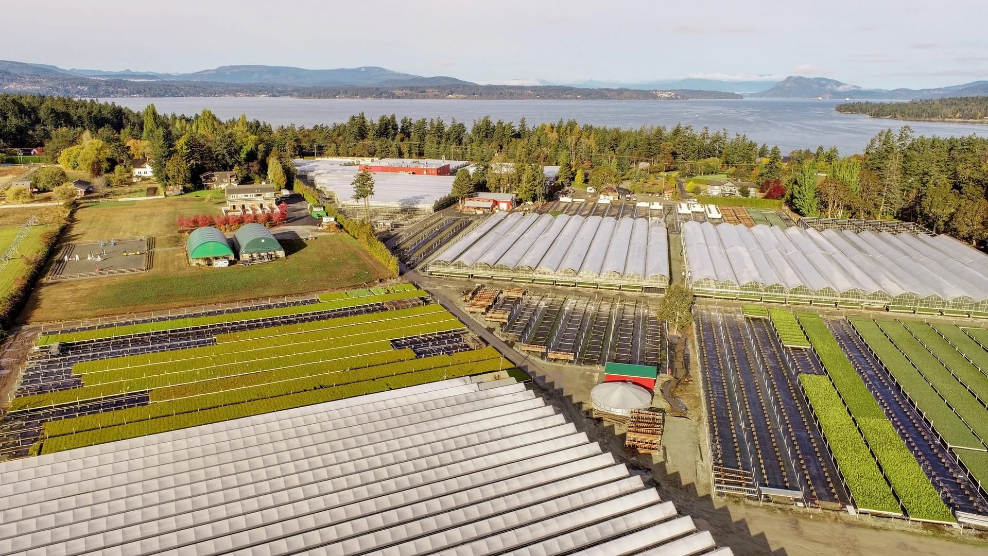 Aerial view of a greenhouse farm overlooking a body of water and distant hills, with various greenhouses and agricultural plots surrounded by trees and residential houses.