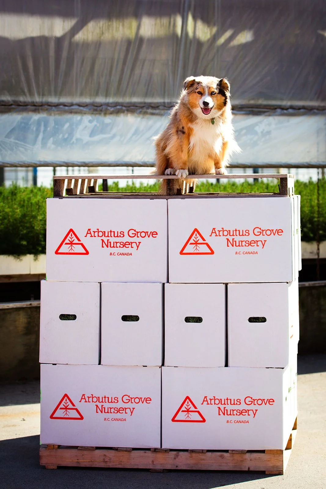 A dog standing on top of cardboard boxes with 'Arbutus Grove Nursery' printed on them, in an outdoor nursery setting.