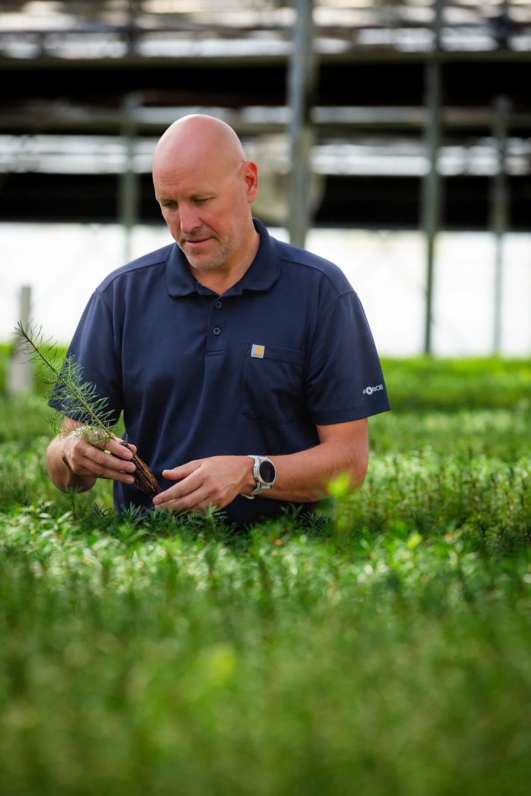 Sean Webb inspecting a young tree in a greenhouse filled with green plants.