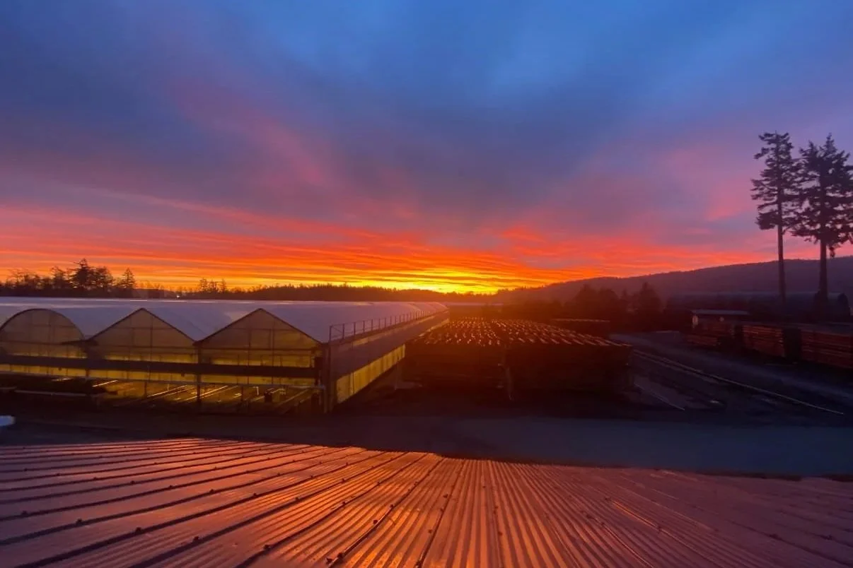 Sunset in background of tree nursery structures