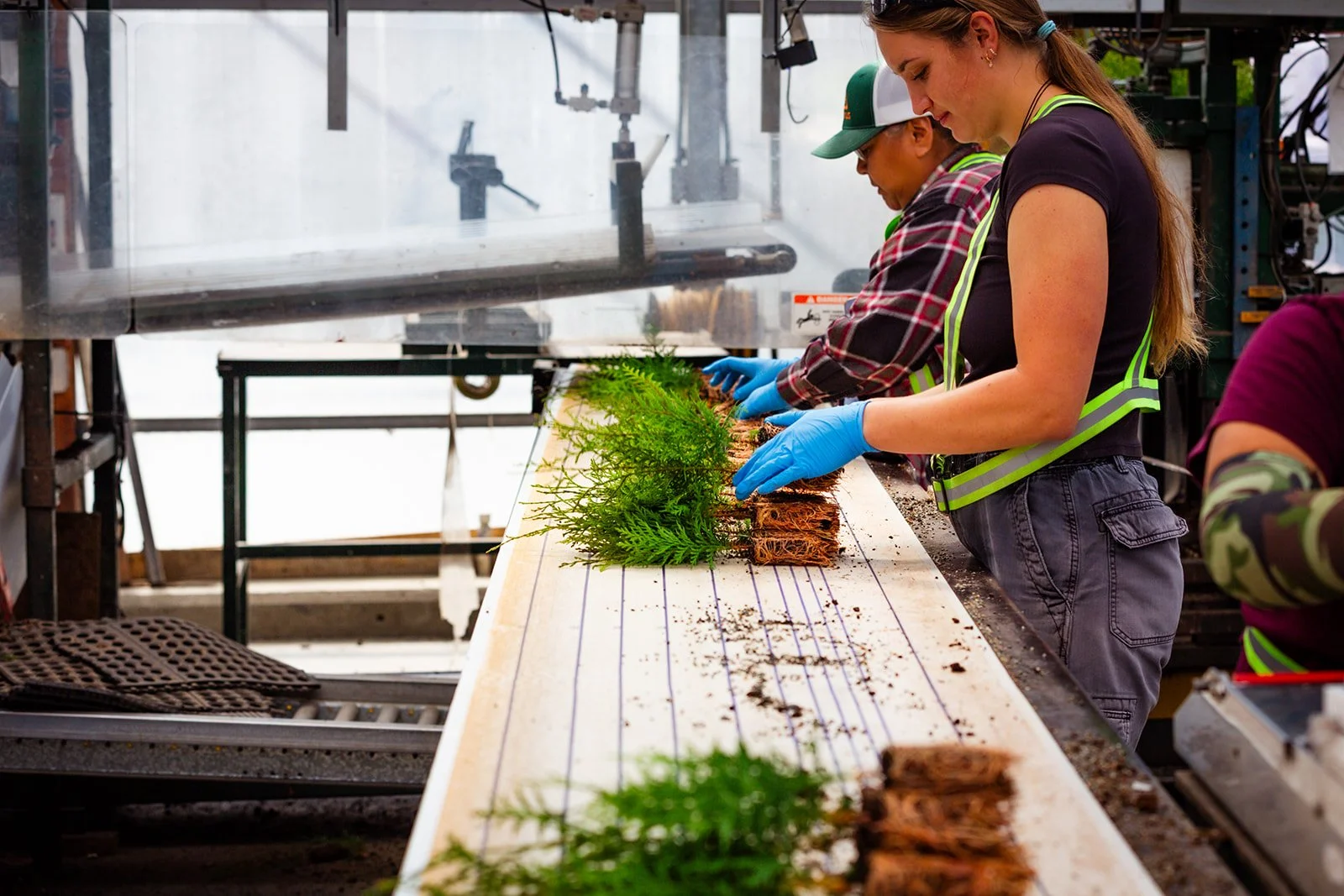 People working with plants on a conveyor belt in a greenhouse or plant nursery, wearing gloves and safety vests.