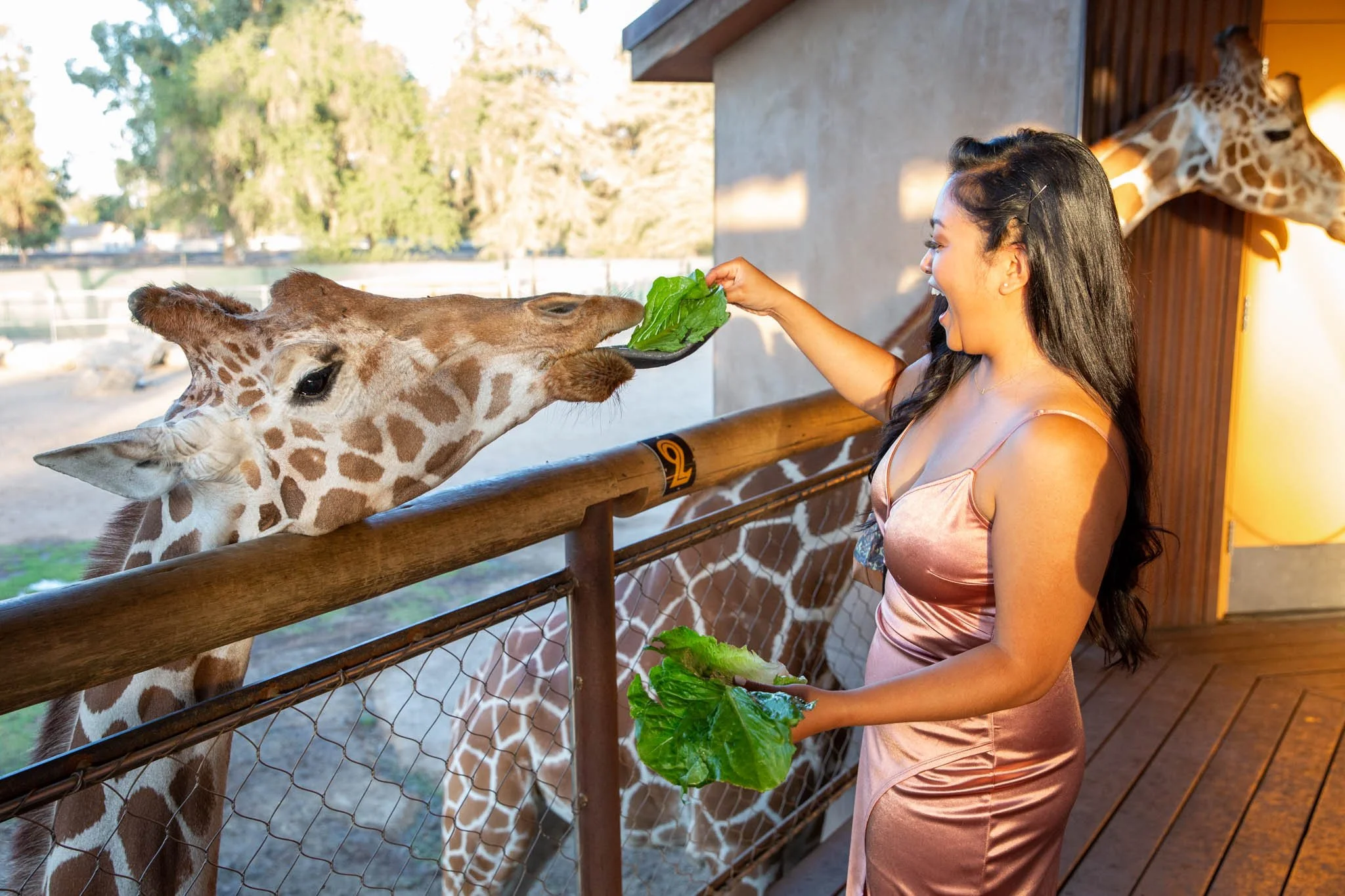 Woman in pink satin dress feeding a giraffe leaves at zoo.
