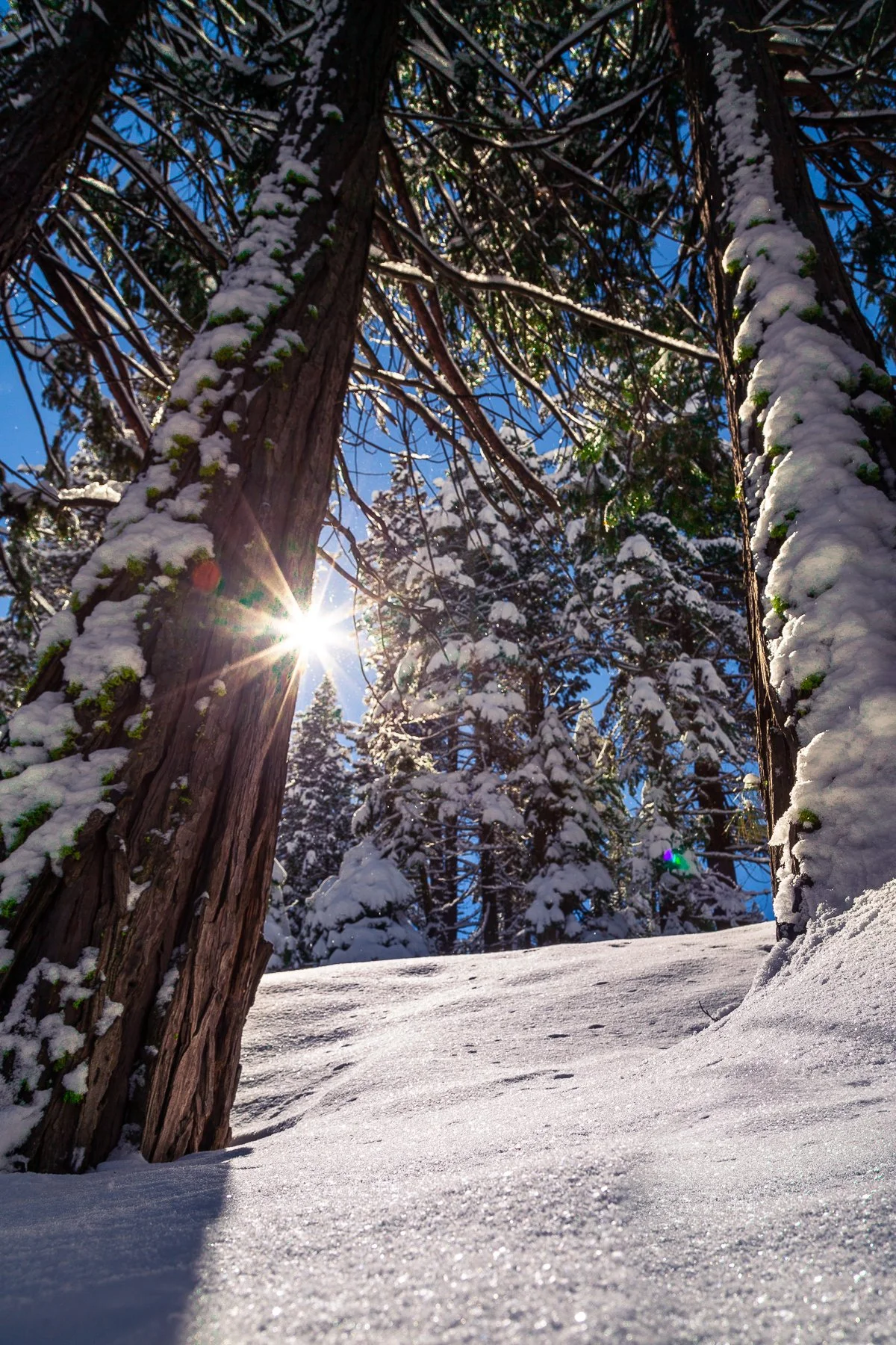 Snow-covered trees with sunlight filtering through branches and a clear blue sky.