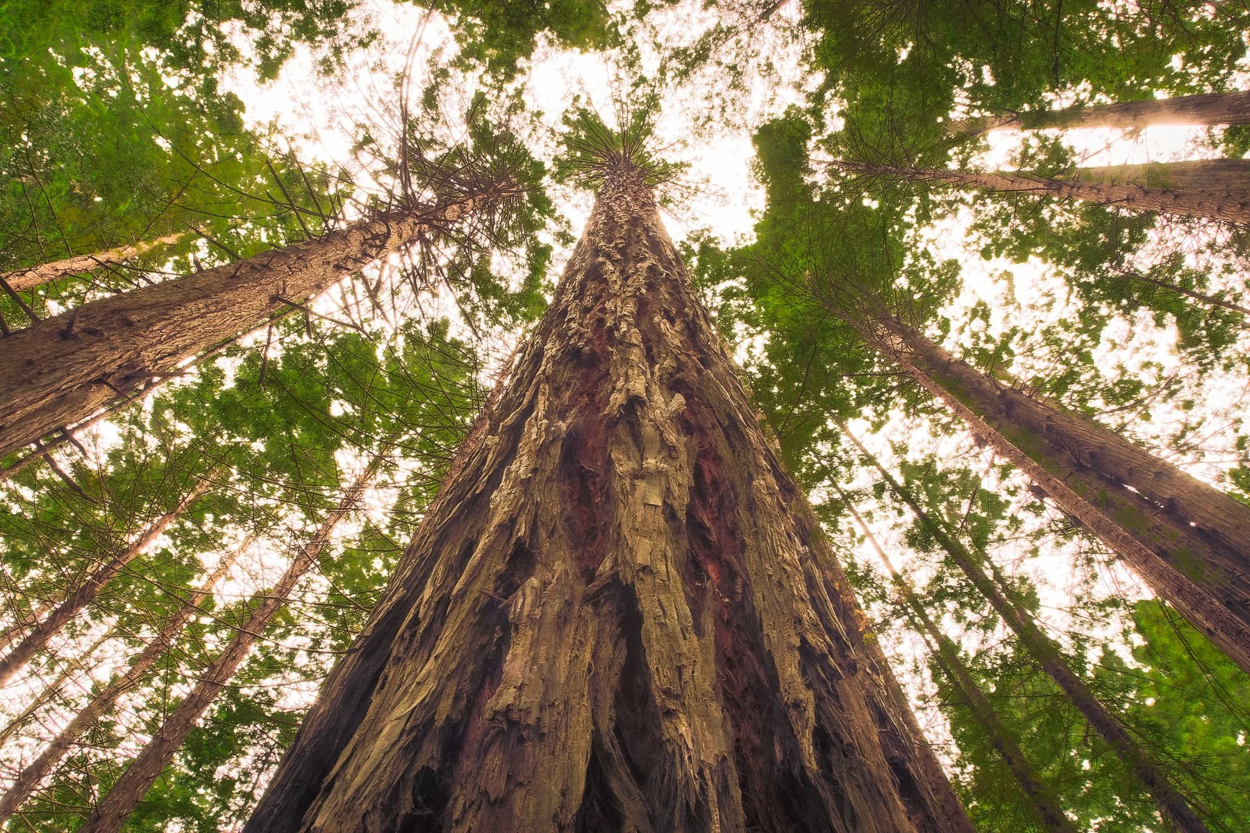 Looking up at tall redwood trees in a forest with sunlight streaming through the green canopy.