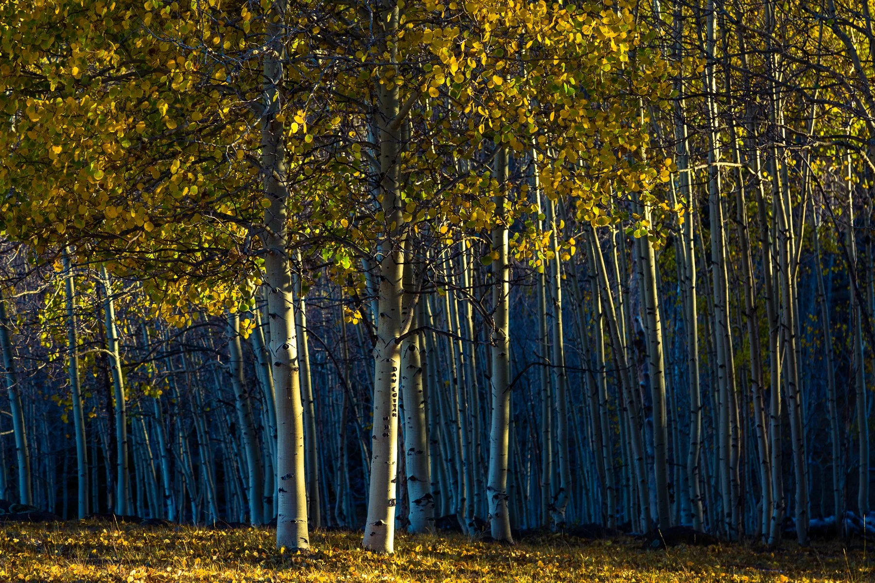 A forest of aspen trees with white bark and yellow leaves during autumn, illuminated by sunlight.