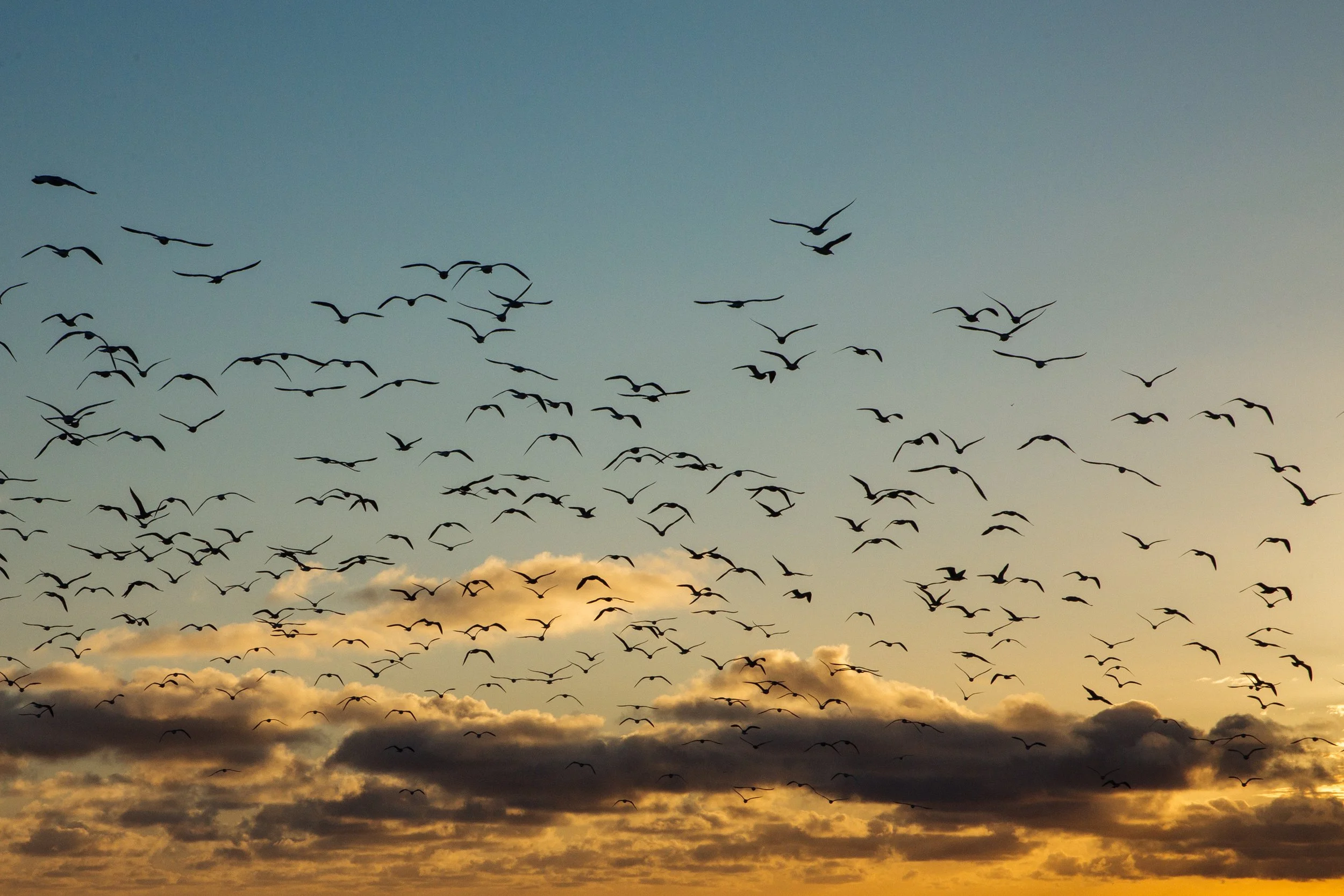 Migration of numerous birds flying in a V formation during sunset against a sky with clouds.