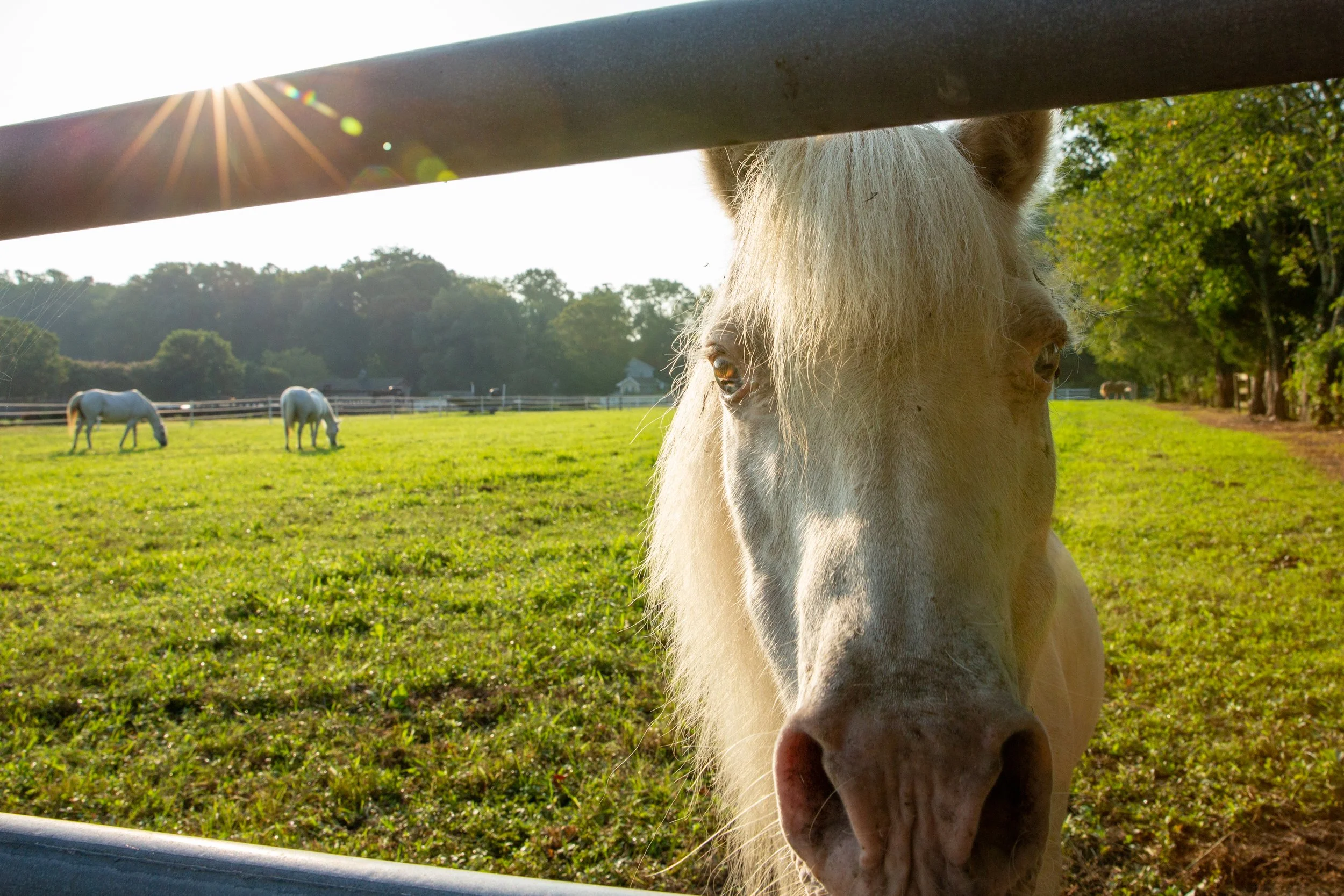 Close-up of a white horse's face near a fence with other horses grazing in the background, sunlight shining from the left.