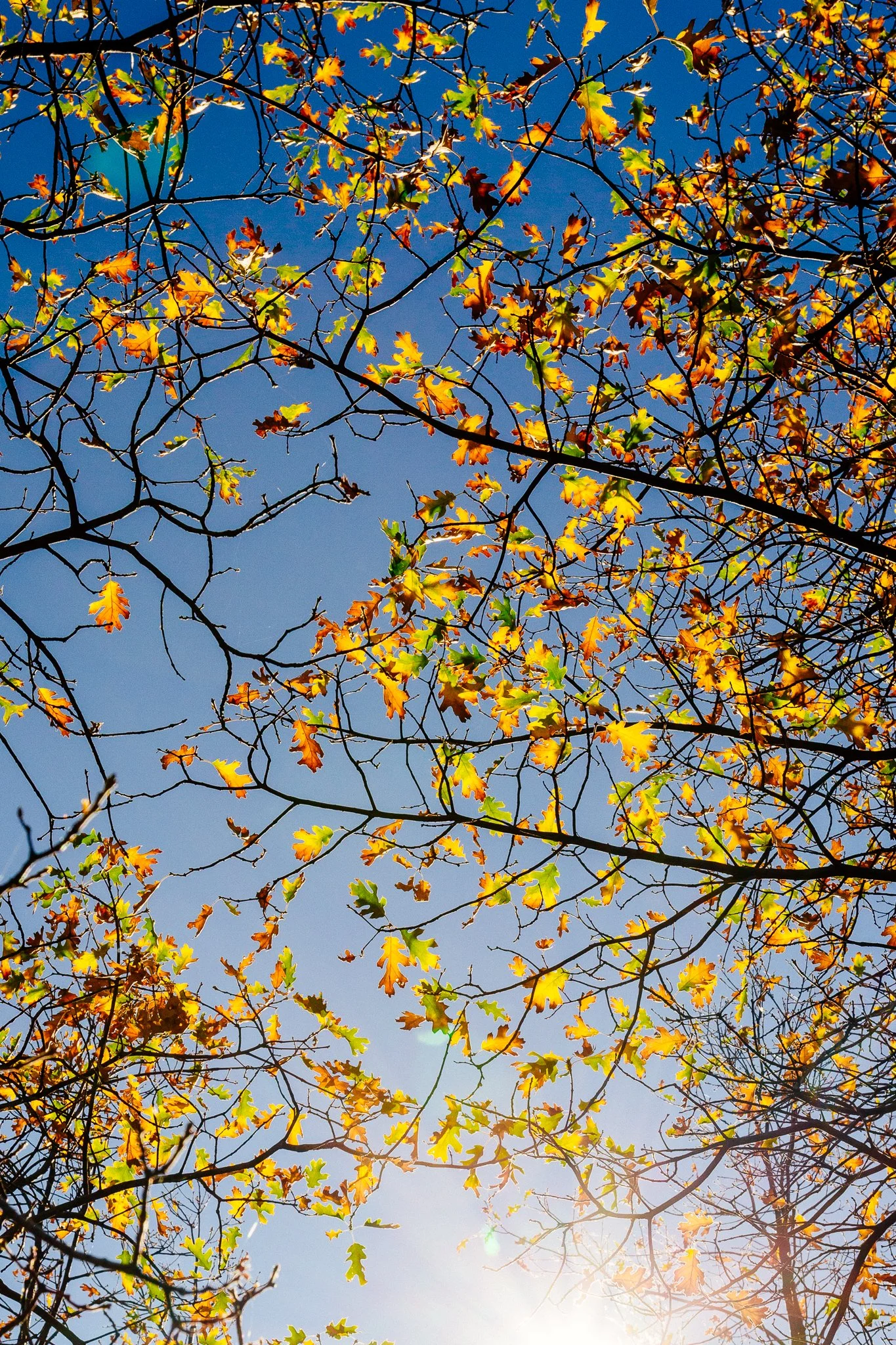 Tree branches with multicolored autumn leaves against a bright blue sky and sunlight.
