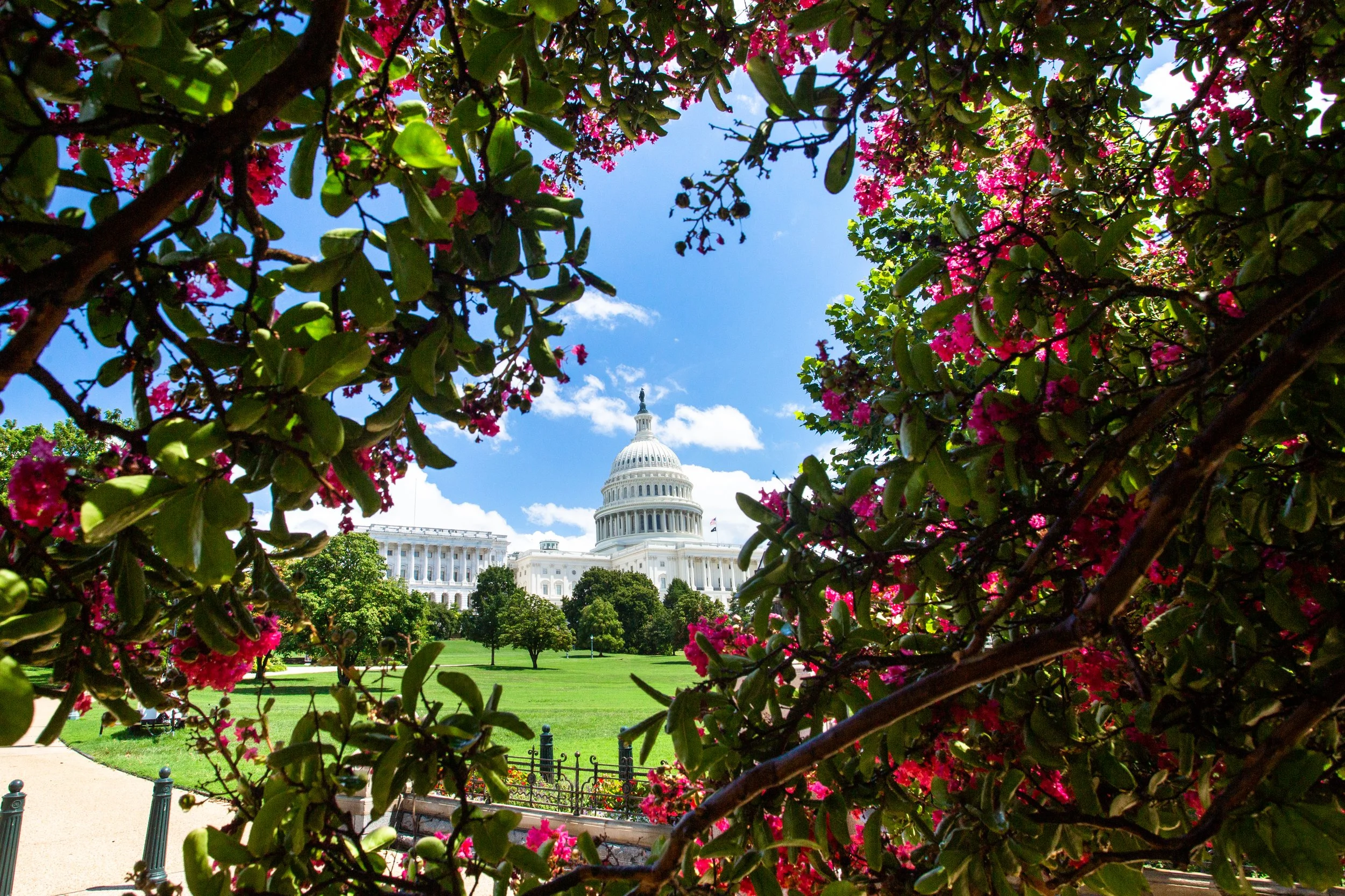 Capitol building viewed through pink flowering bushes on a bright sunny day.