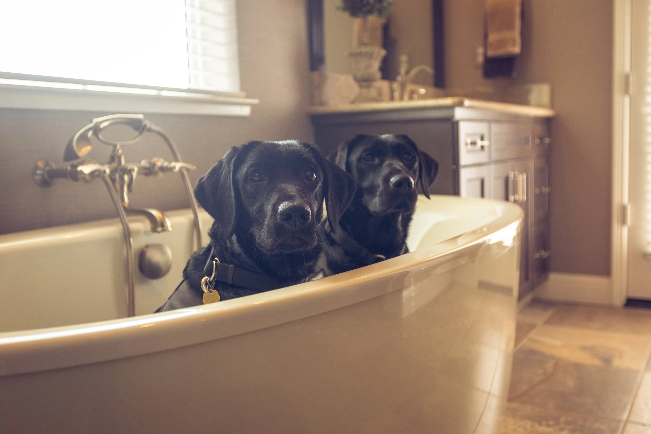 Two black dogs with shiny coats sitting in a vintage bathtub in a bathroom with beige tile flooring and dark gray cabinets