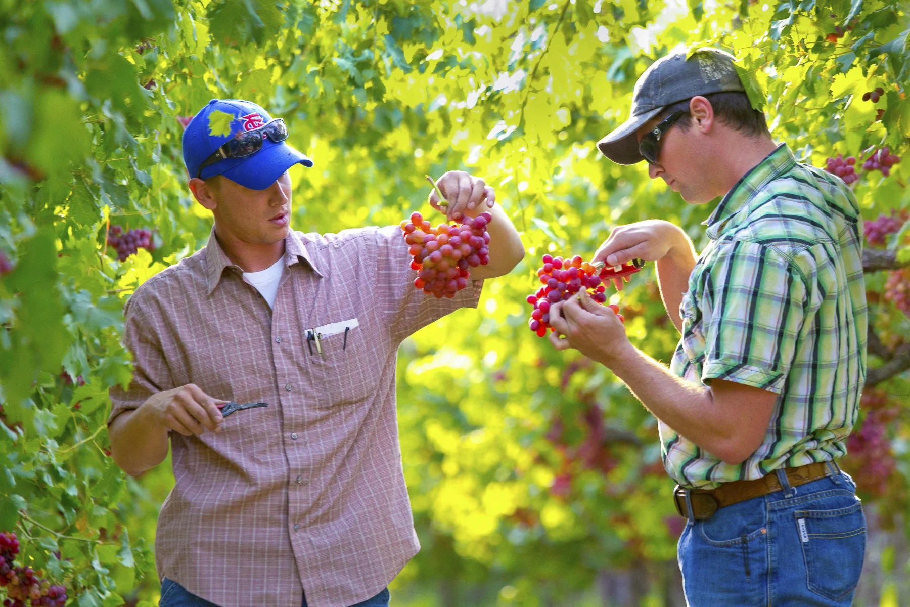 Two men harvesting ripe red grapes in a vineyard surrounded by lush green leaves