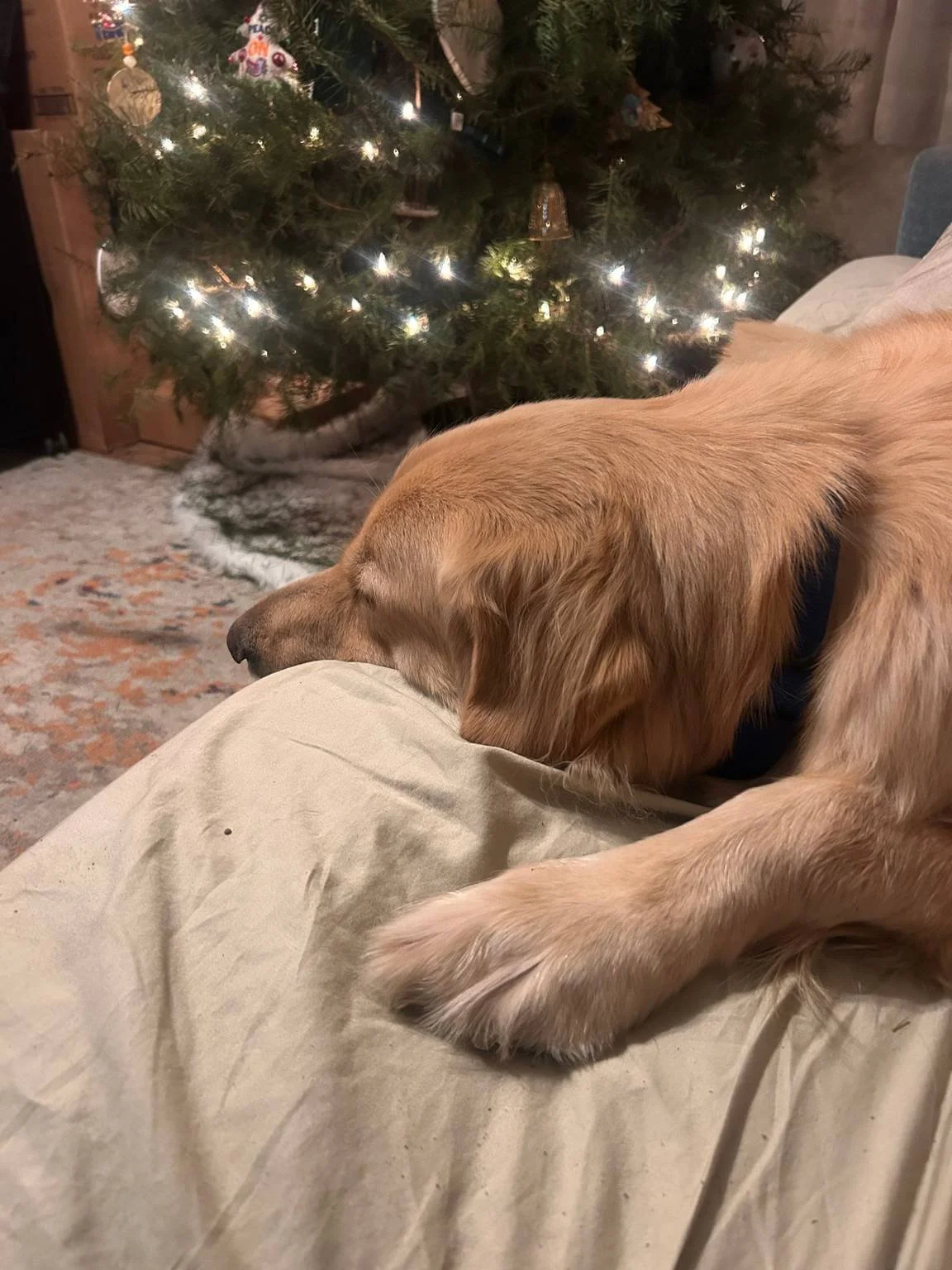 Golden retriever dog resting its head on a person's lap in front of a decorated Christmas tree with lights.