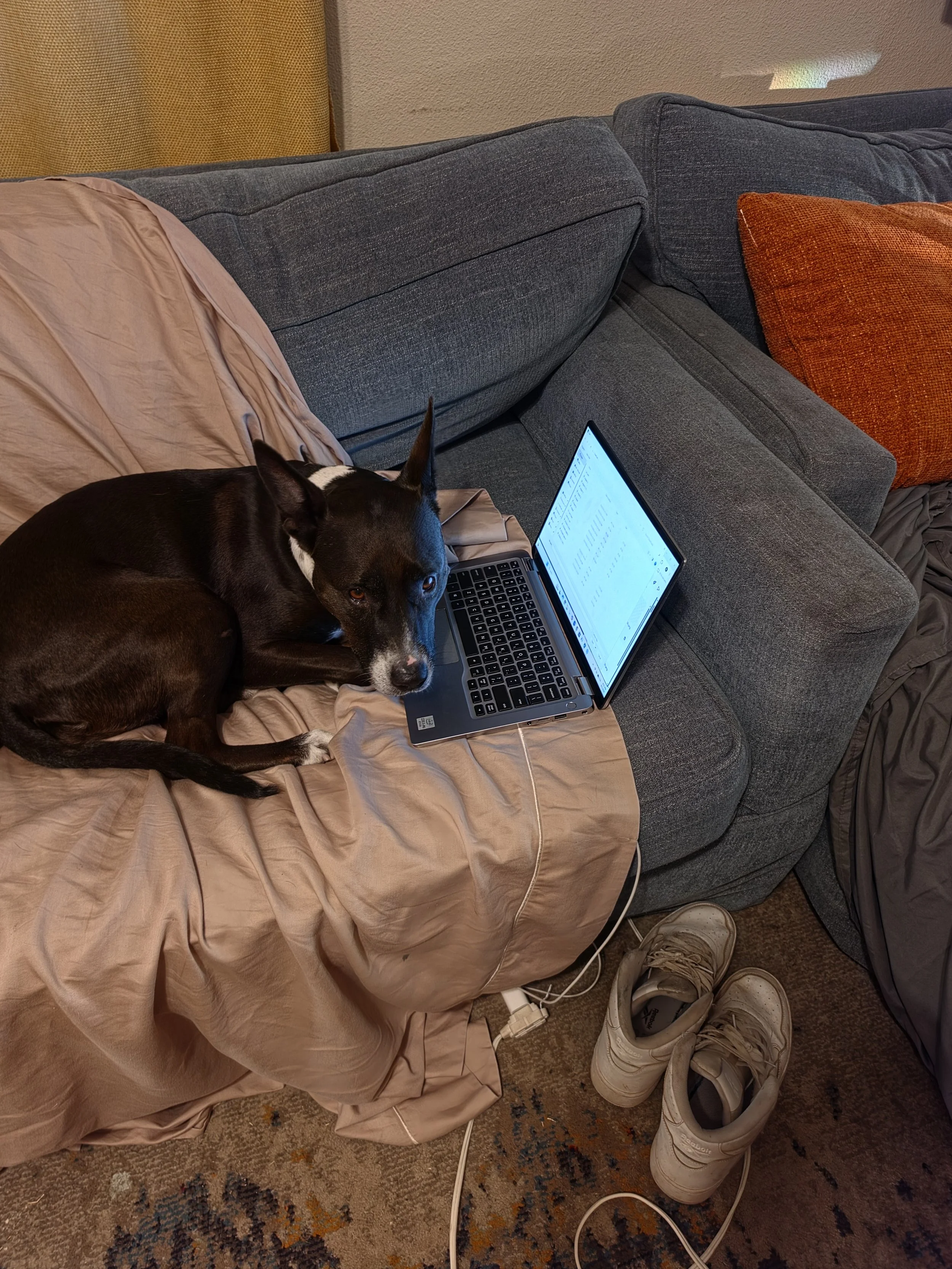 A small black and white dog lying on a beige blanket on a gray couch, looking at the camera with earbuds, a laptop, a pair of white sneakers, and a section of a colorful patterned rug in view.
