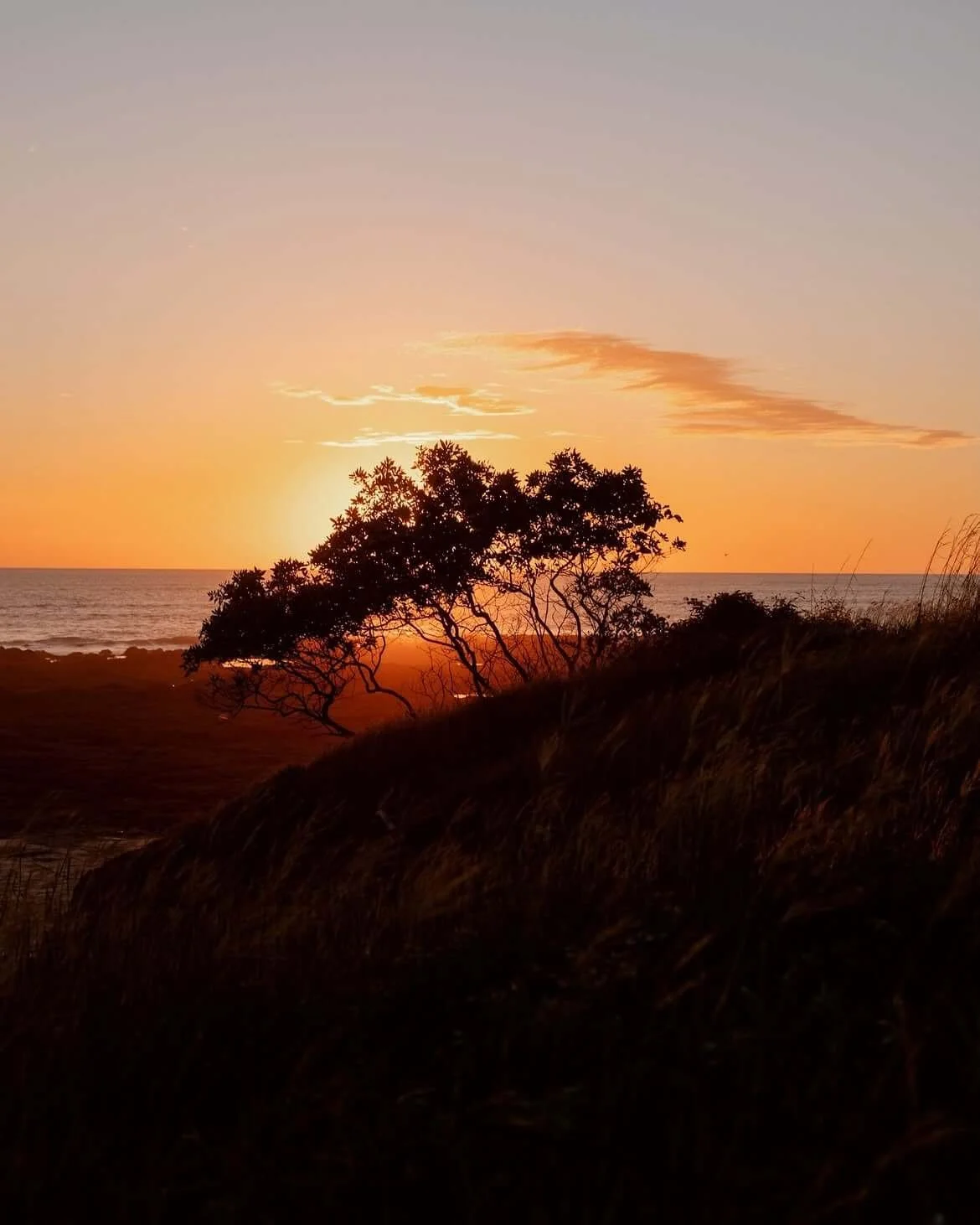 A sunset over the ocean with silhouetted trees and grassy dunes in the foreground.
