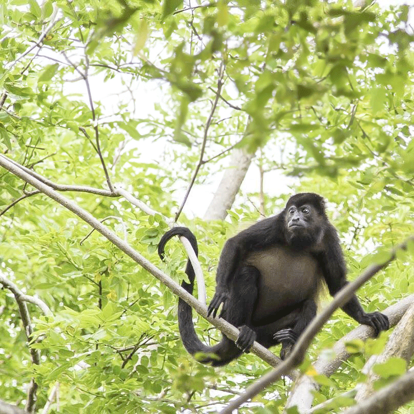 A black monkey sitting on a tree branch surrounded by green leaves, looking to the side.
