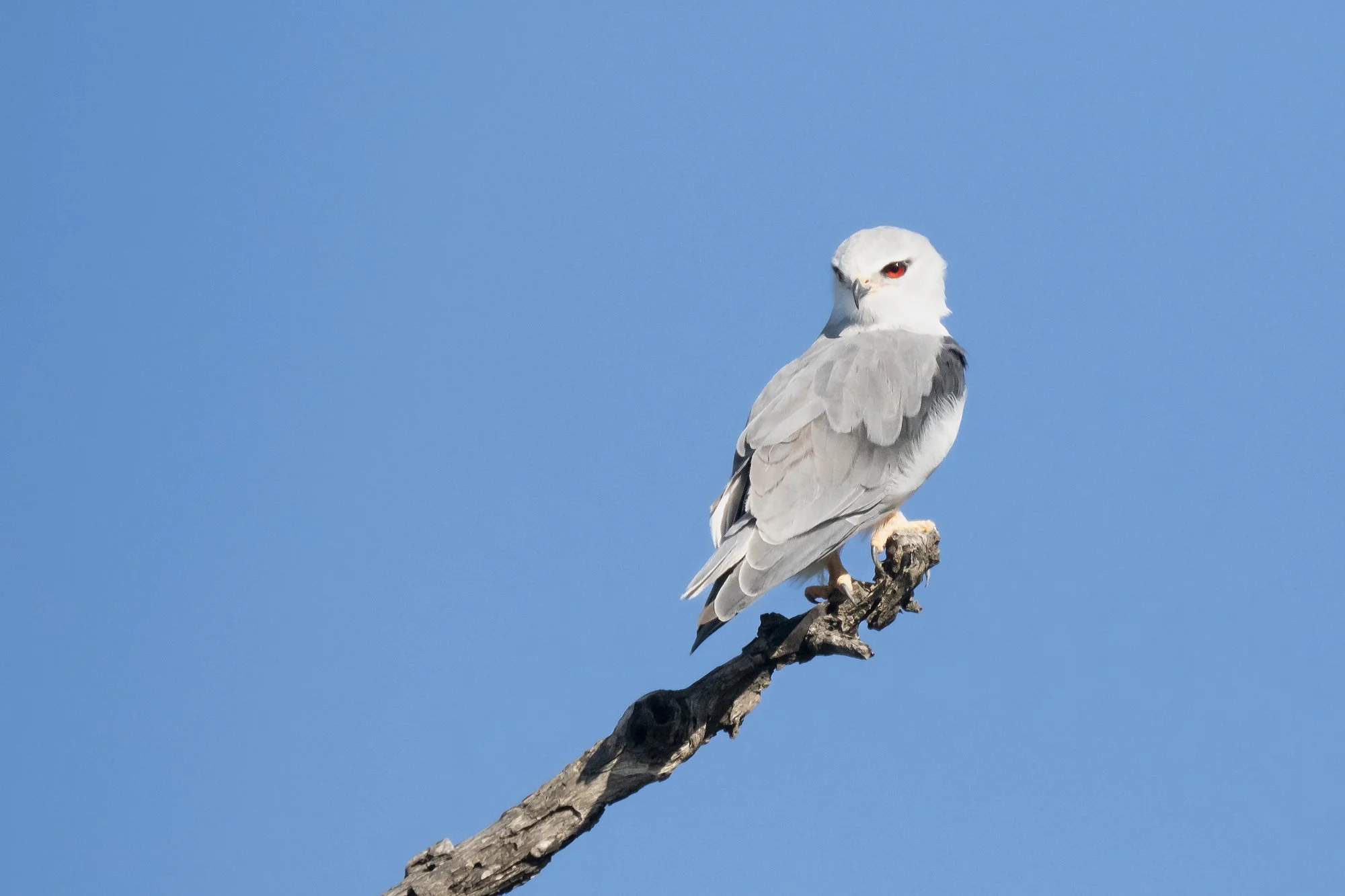 BLACK-WINGED KITE