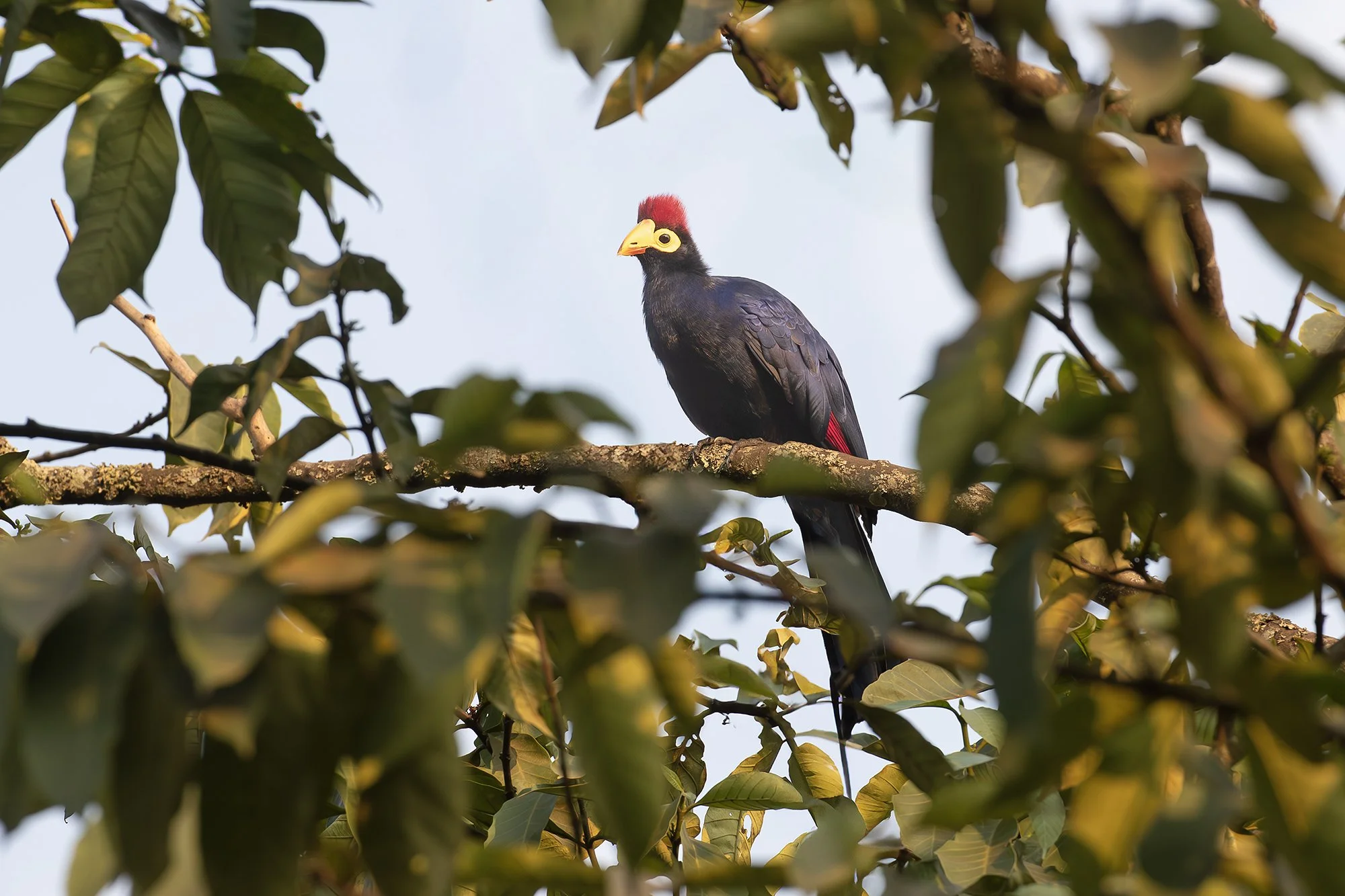 Ross's Turaco