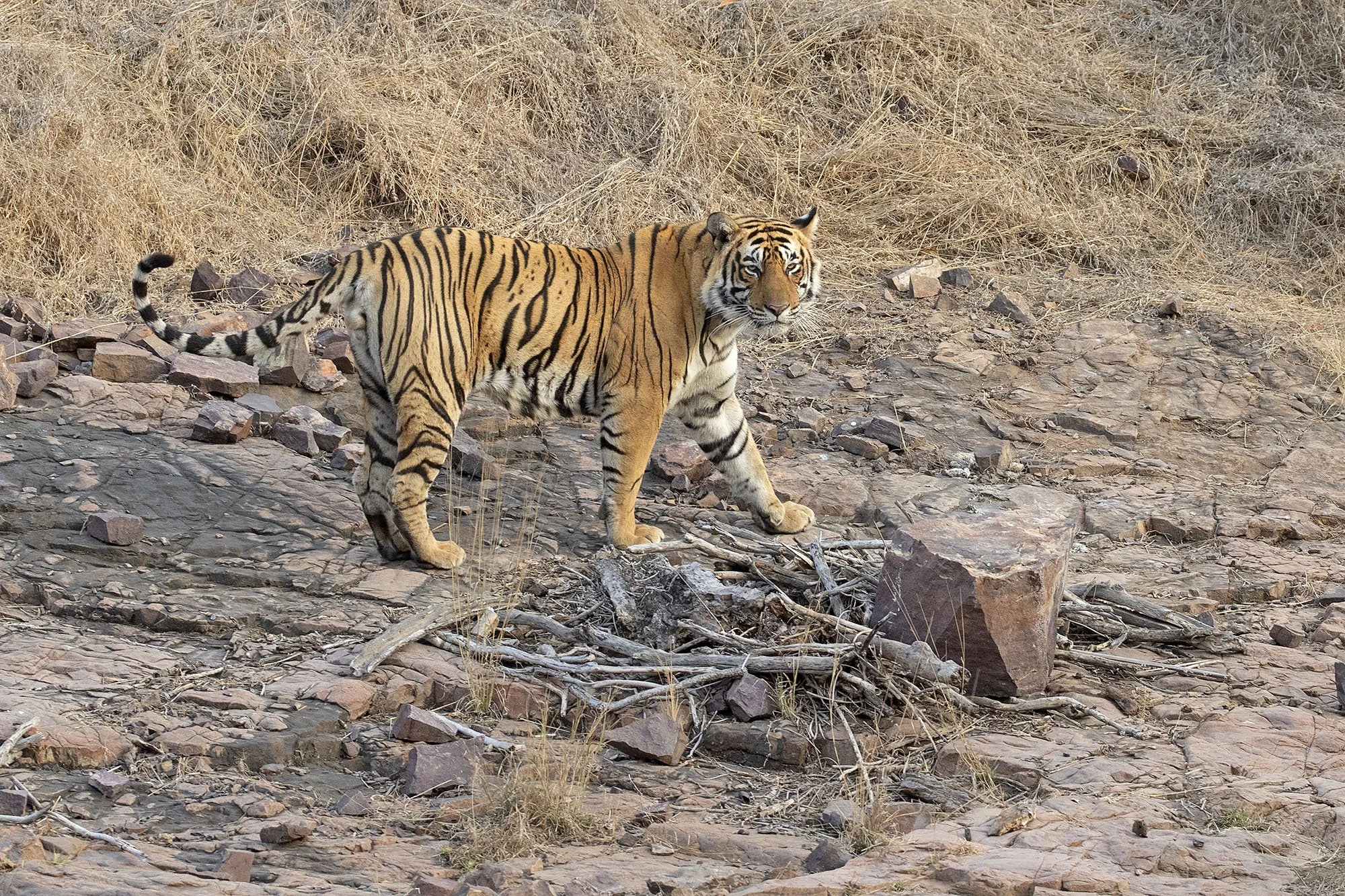 BENGAL TIGER
